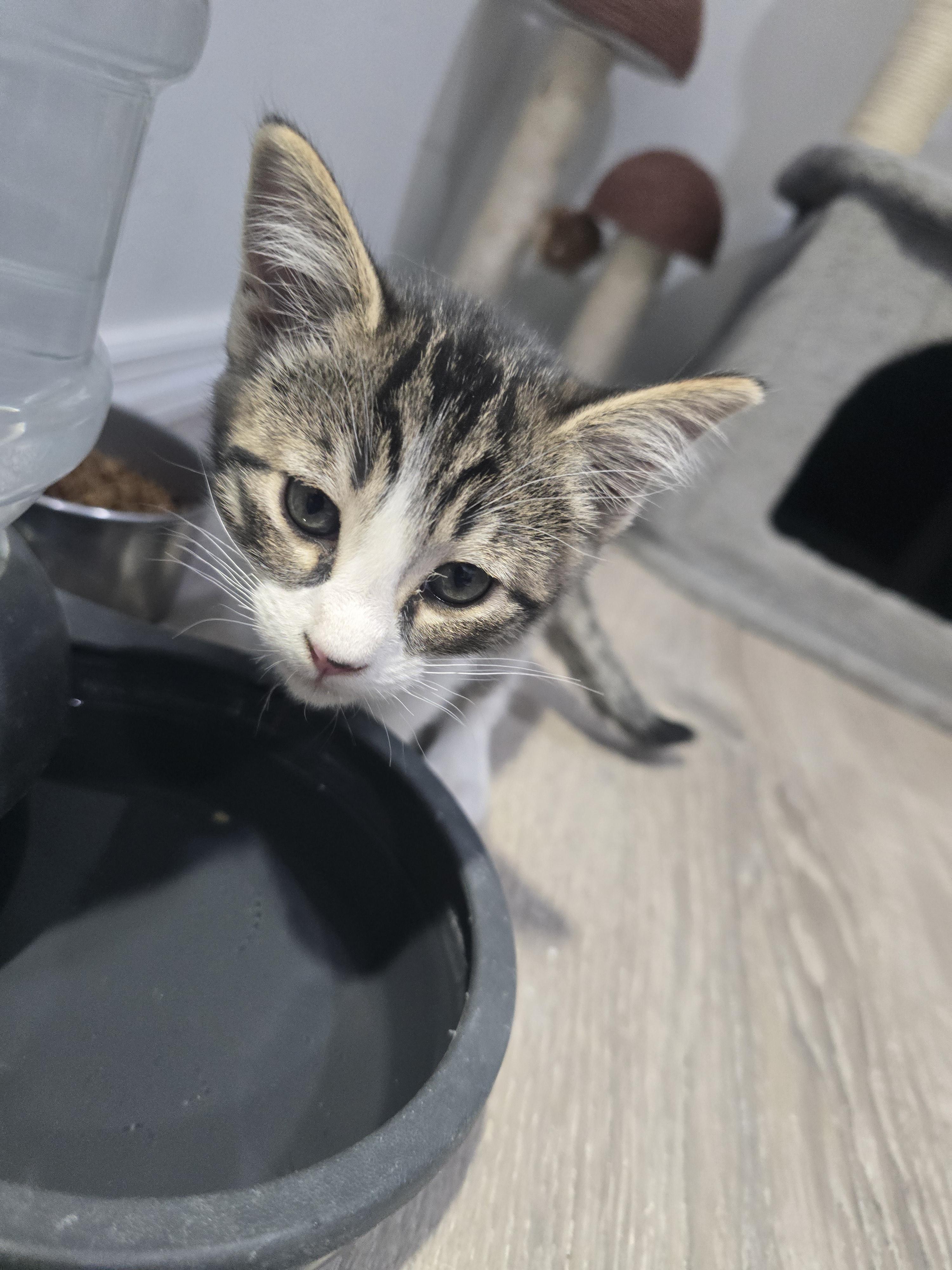 Penny, ADOPTABLE, Kitten Female Domestic Short Hair.