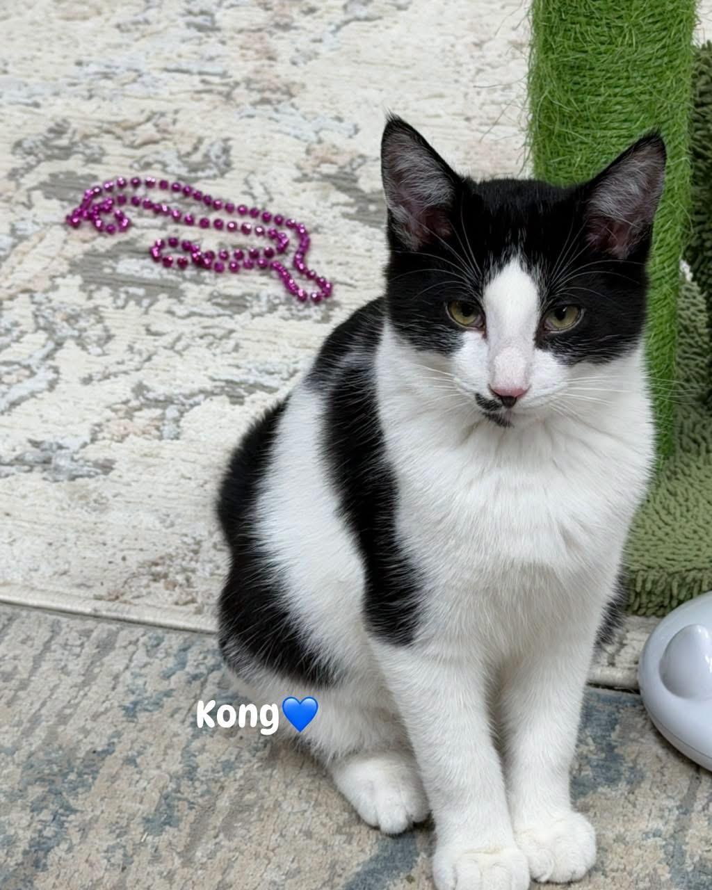 Enlarge Kong, a Adoptable Domestic Short Hair in Caseville, MI image 1/1