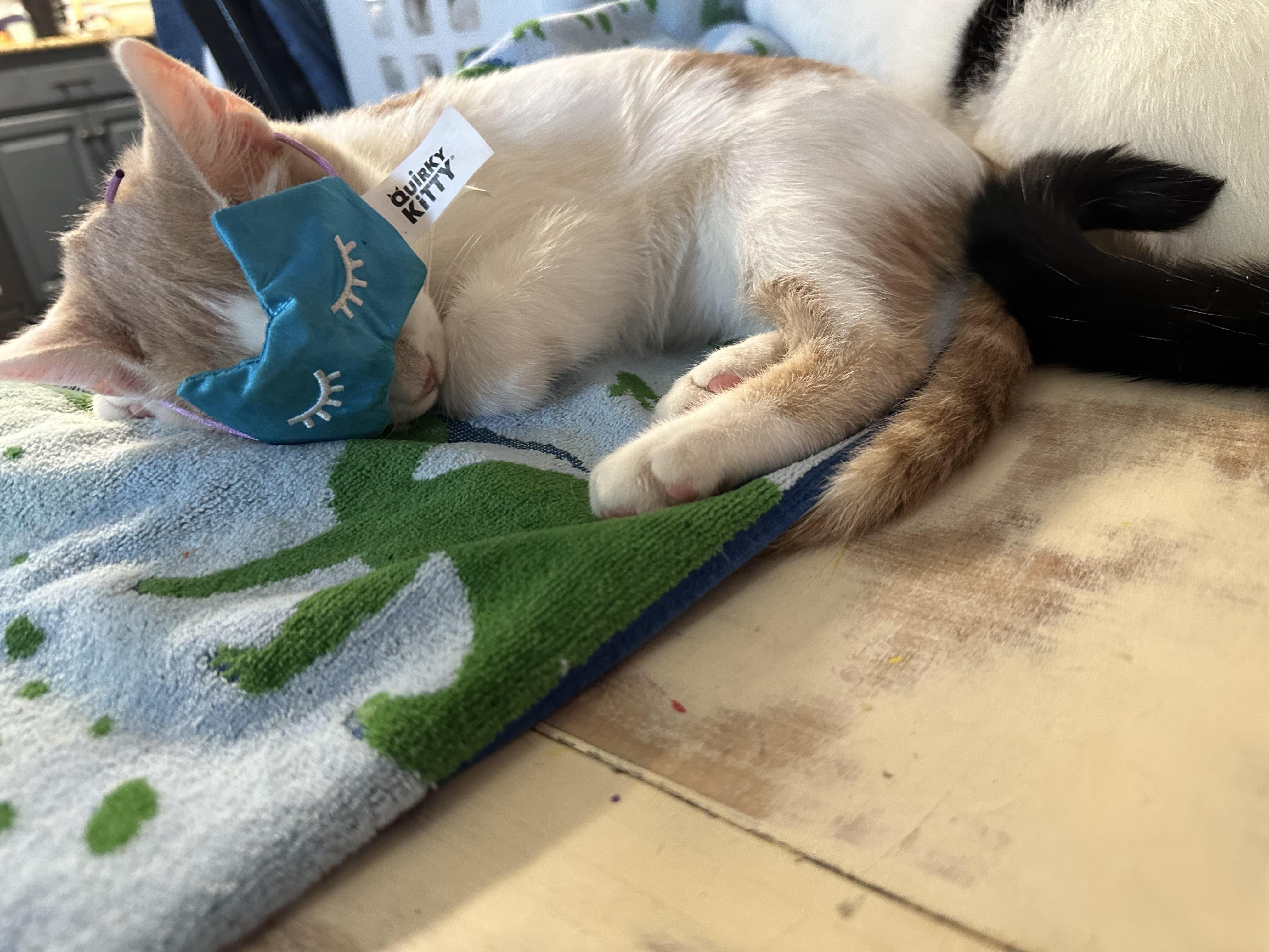 Enlarge Phil, a Adoptable Domestic Short Hair in Cibolo, TX image 2/5