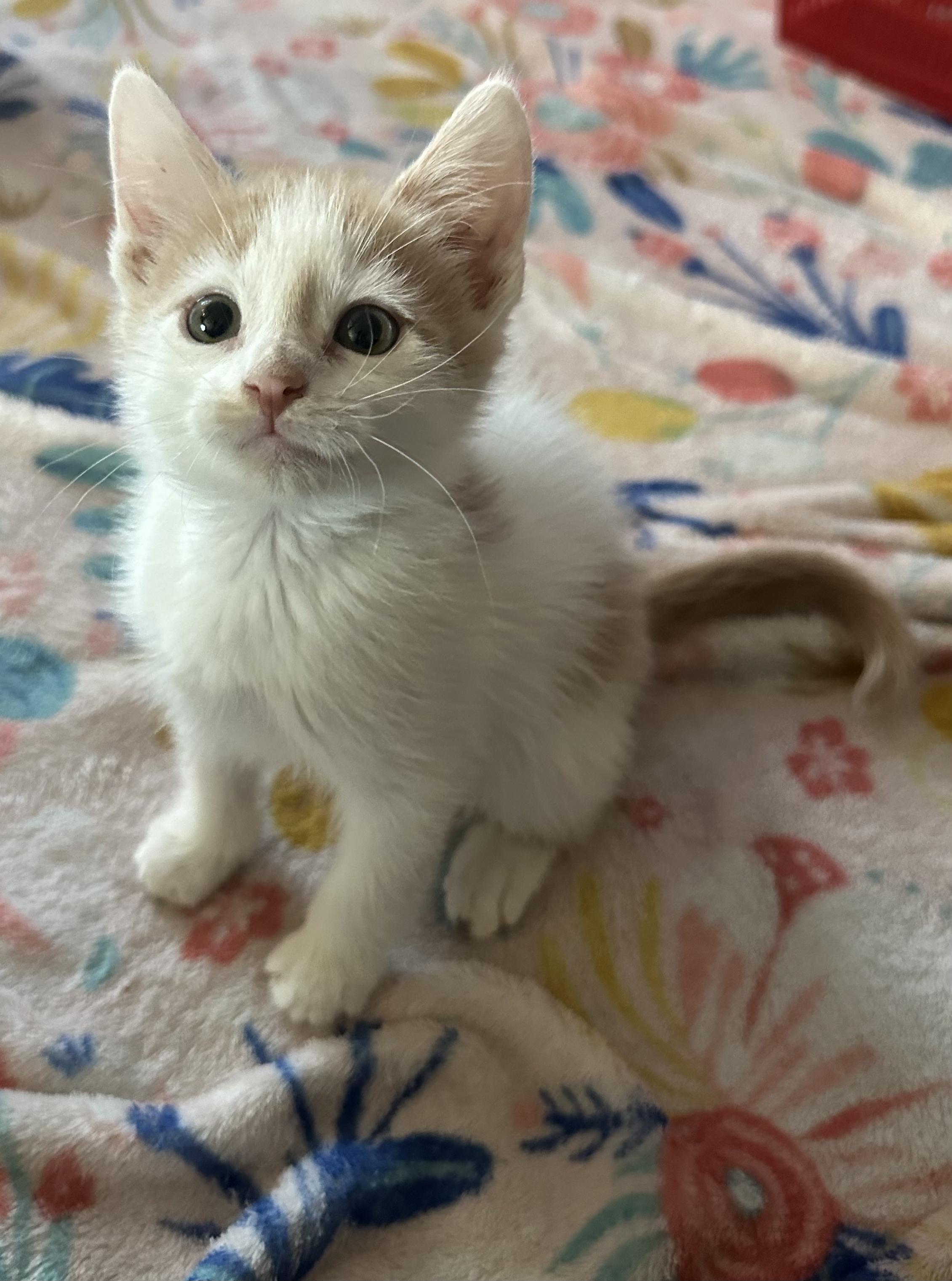 Enlarge Phil, a Adoptable Domestic Short Hair in Cibolo, TX image 4/5