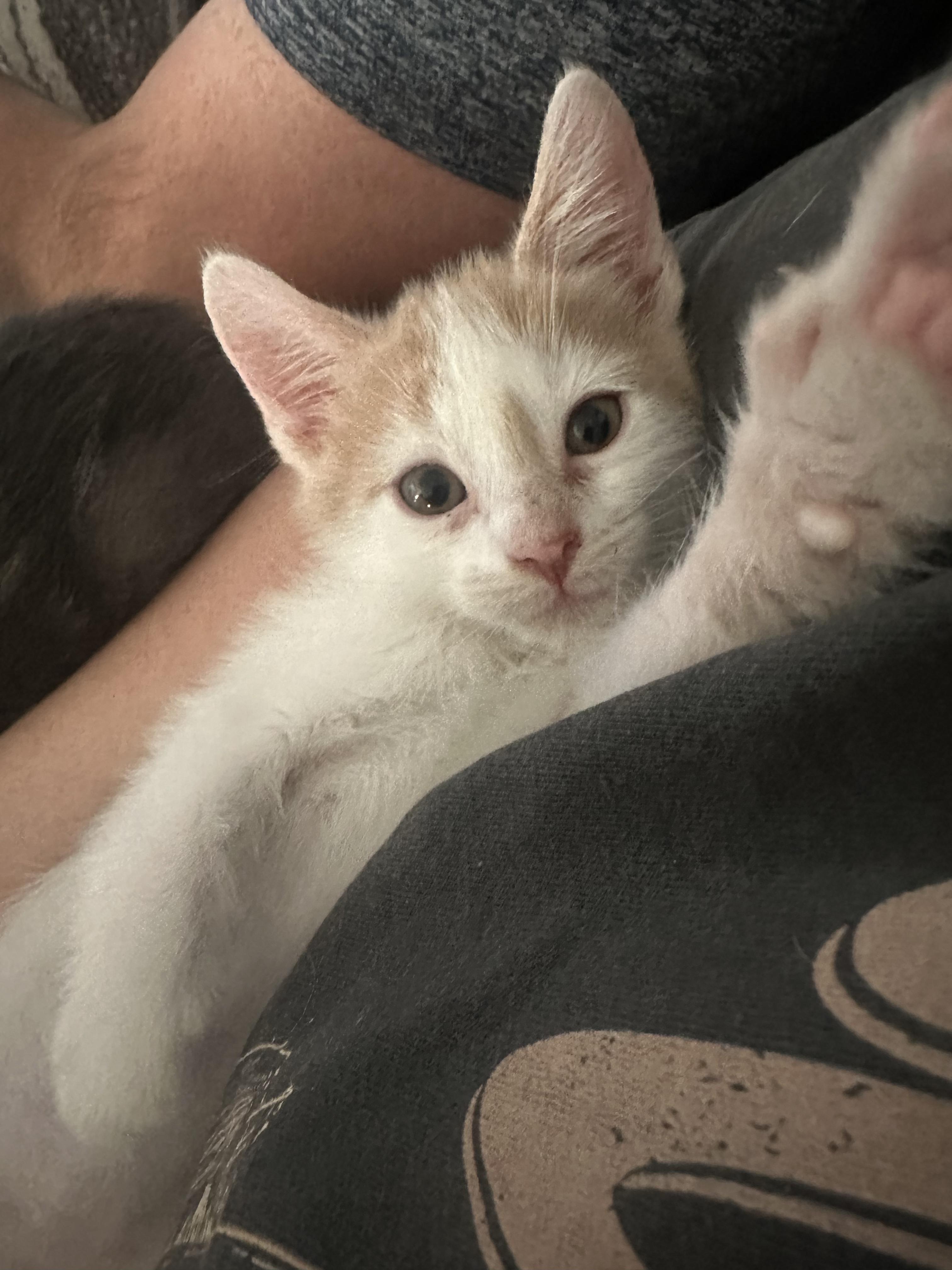 Enlarge Phil, a Adoptable Domestic Short Hair in Cibolo, TX image 5/5