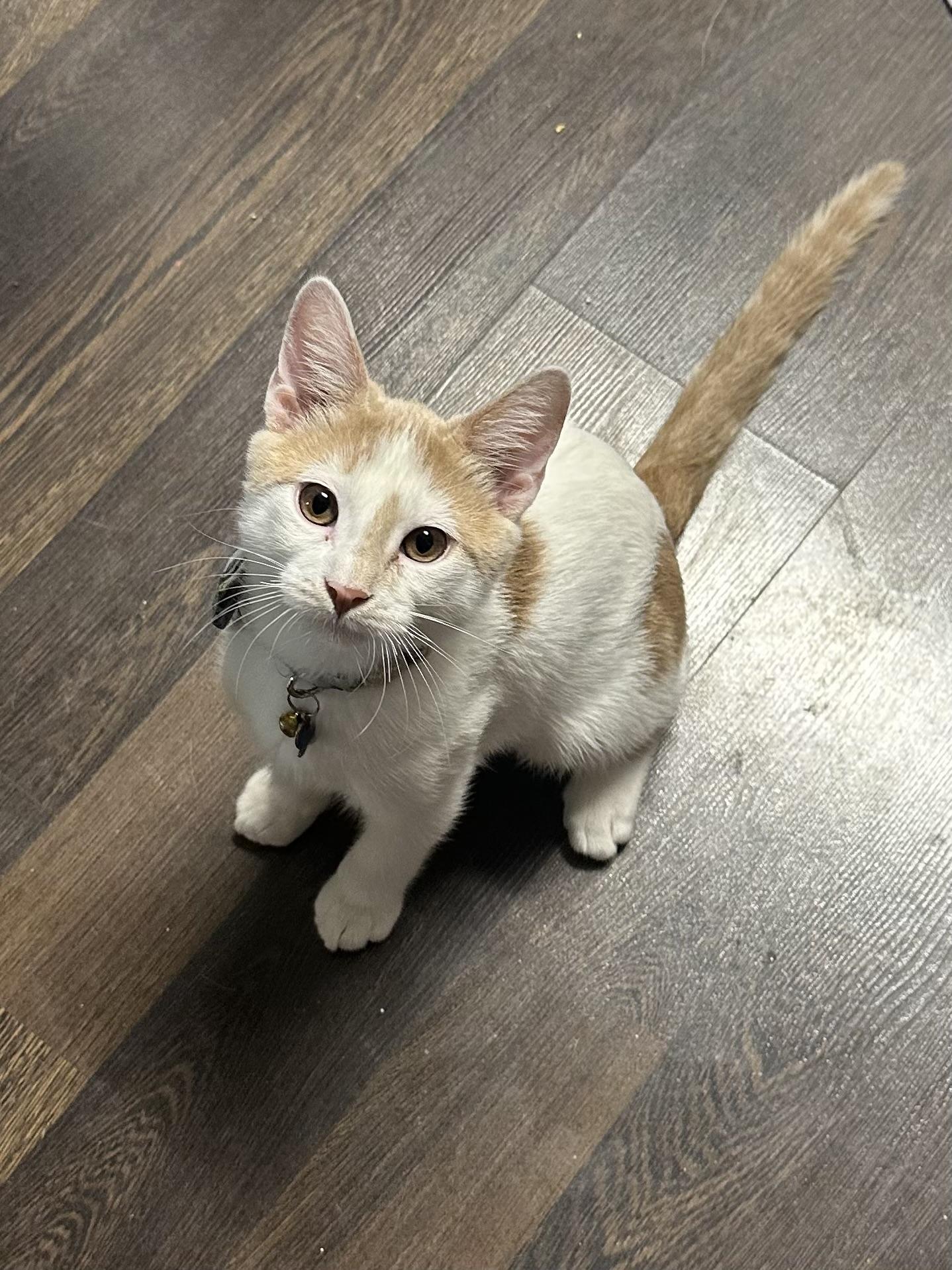 Phil, Adoptable, Kitten Male Domestic Short Hair.