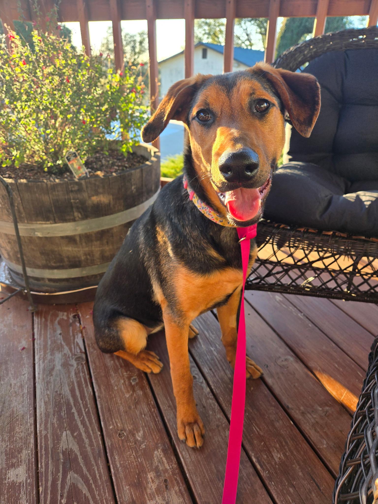 Cheeta 0125, adoptable, Young Female Doberman Pinscher & German Shepherd Dog.