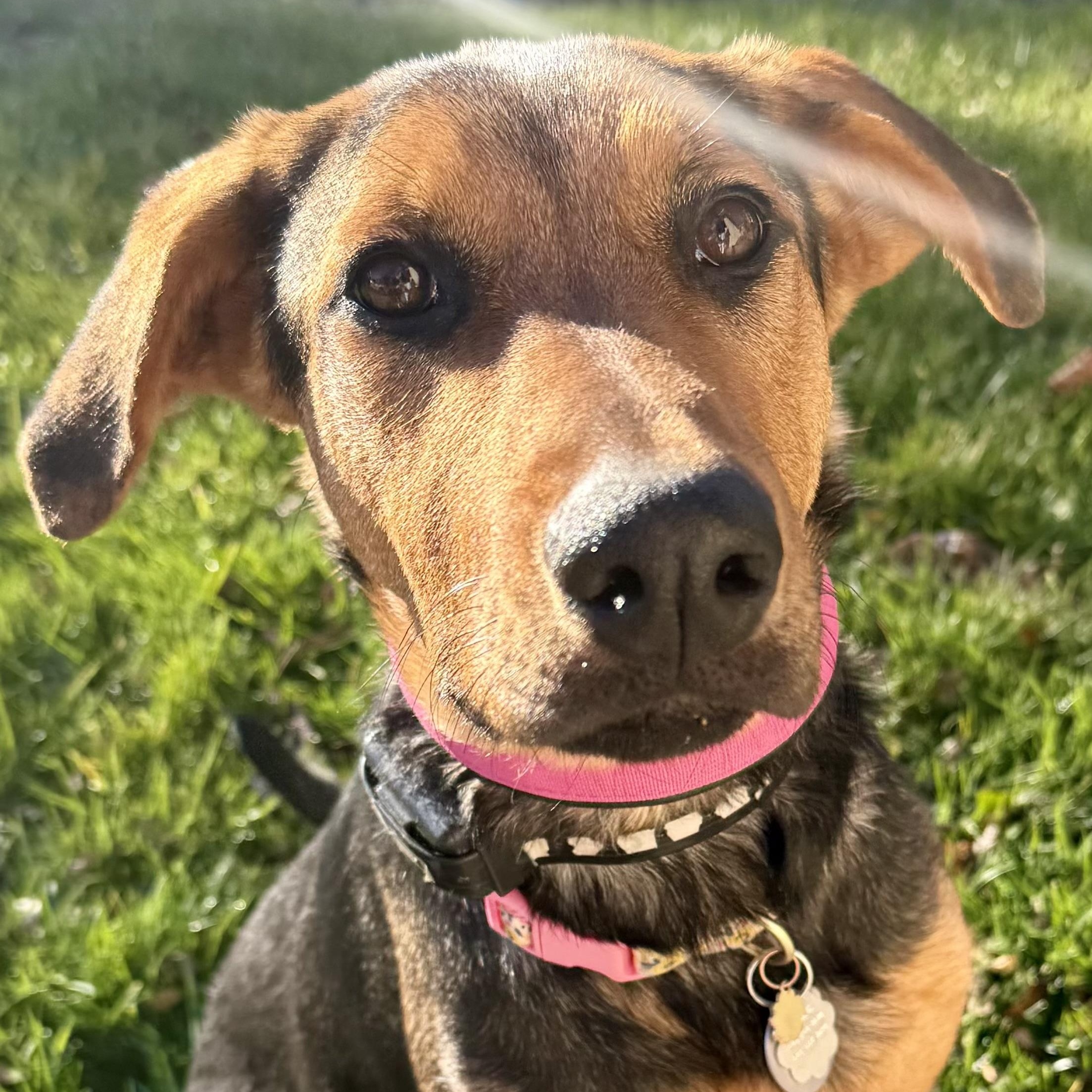Cheeta 0125, an adoptable mixed breed in Sonora, CA image 2/4