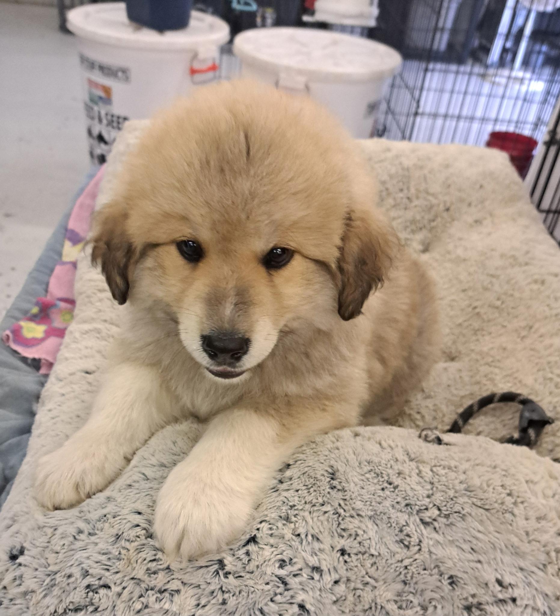 Enlarge Oakley, a ADOPTABLE mixed breed in Muldrow, OK image 1/1