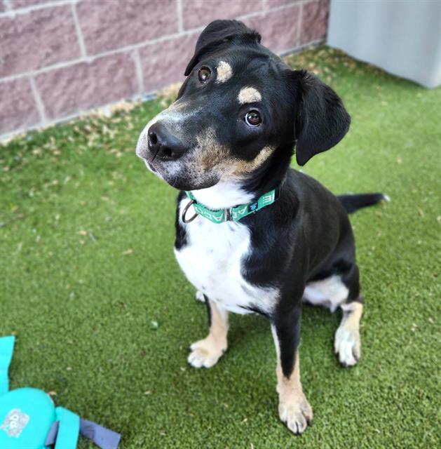 Enlarge BAMBINITA, a Adoptable mixed breed in Minneapolis, MN image 1/1