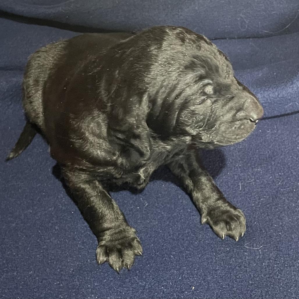 Gohan — thumbnail 2