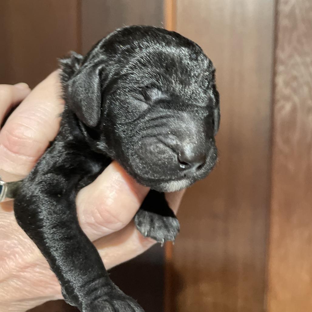 Gohan — thumbnail 3