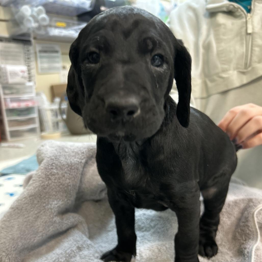 Gohan — thumbnail 4