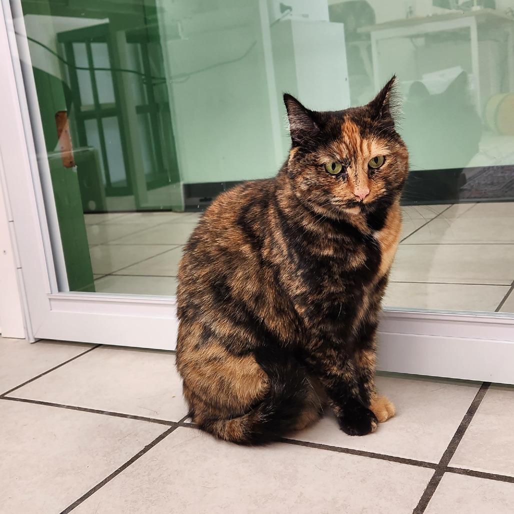 Hillary, Adoptable, Senior Female Domestic Short Hair.