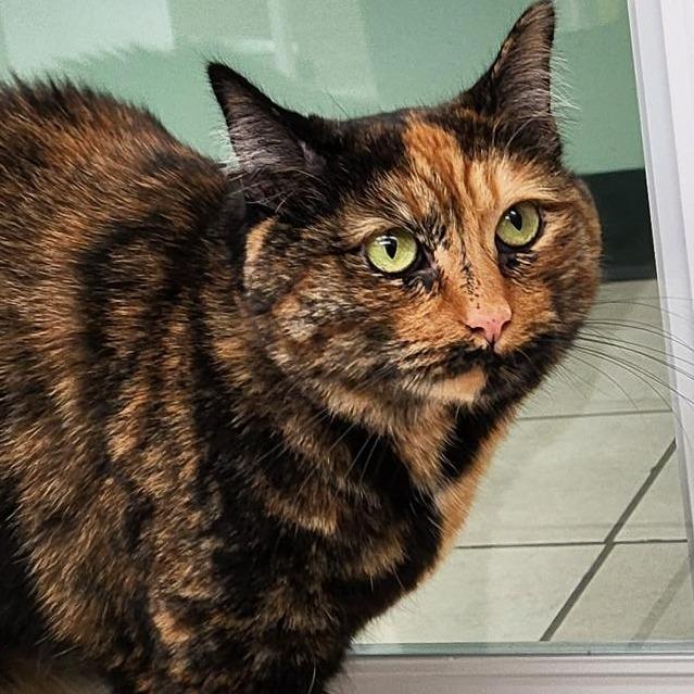 Enlarge Hillary, a Adoptable Domestic Short Hair in Colorado Springs, CO image 2/4