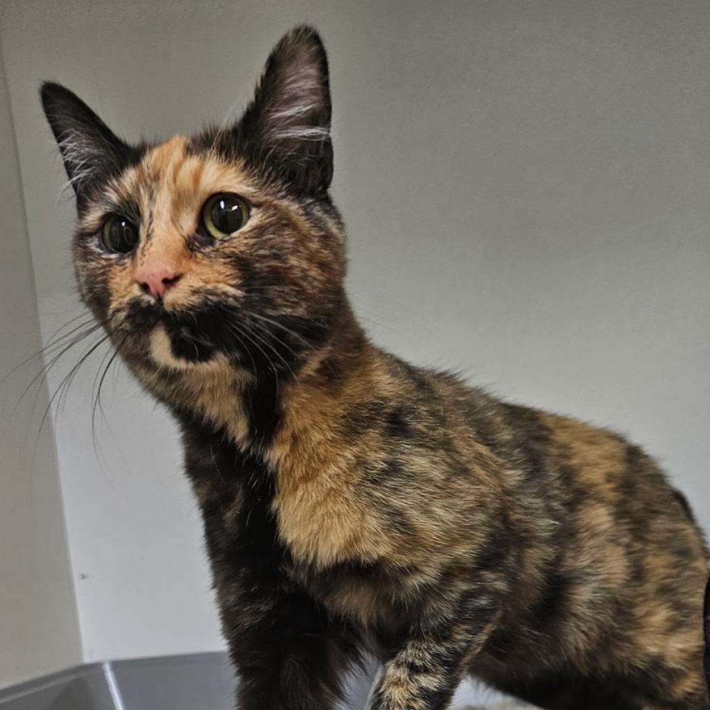 Hillary, Adoptable, Young Female Domestic Short Hair.
