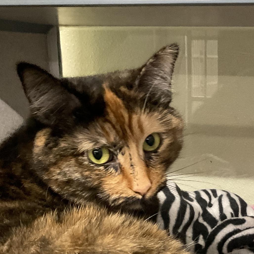 Enlarge Hillary, a Adoptable Domestic Short Hair in Colorado Springs, CO image 2/2