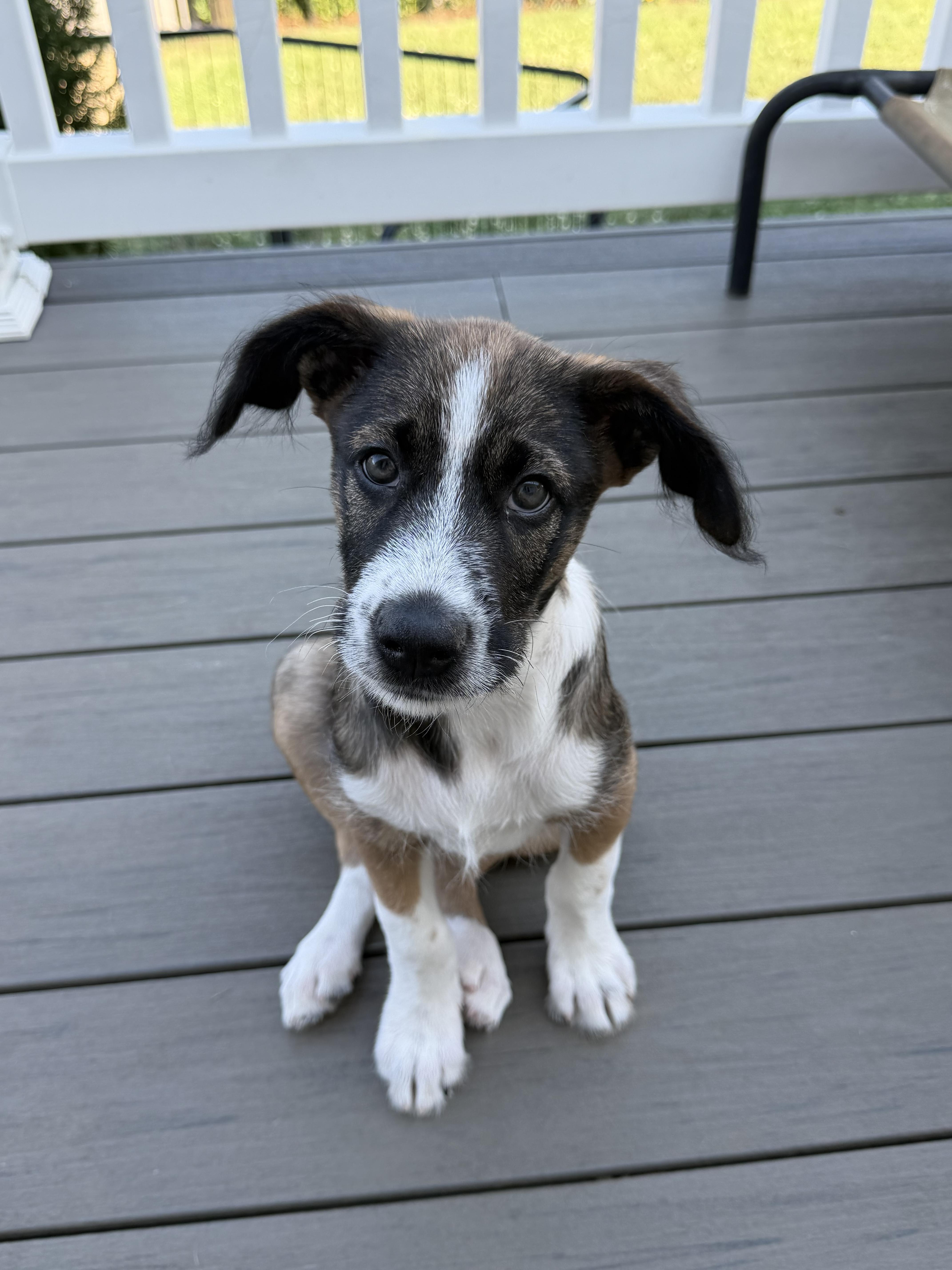 Toffee, an adopted mixed breed in Stuarts Draft, VA image 3/5