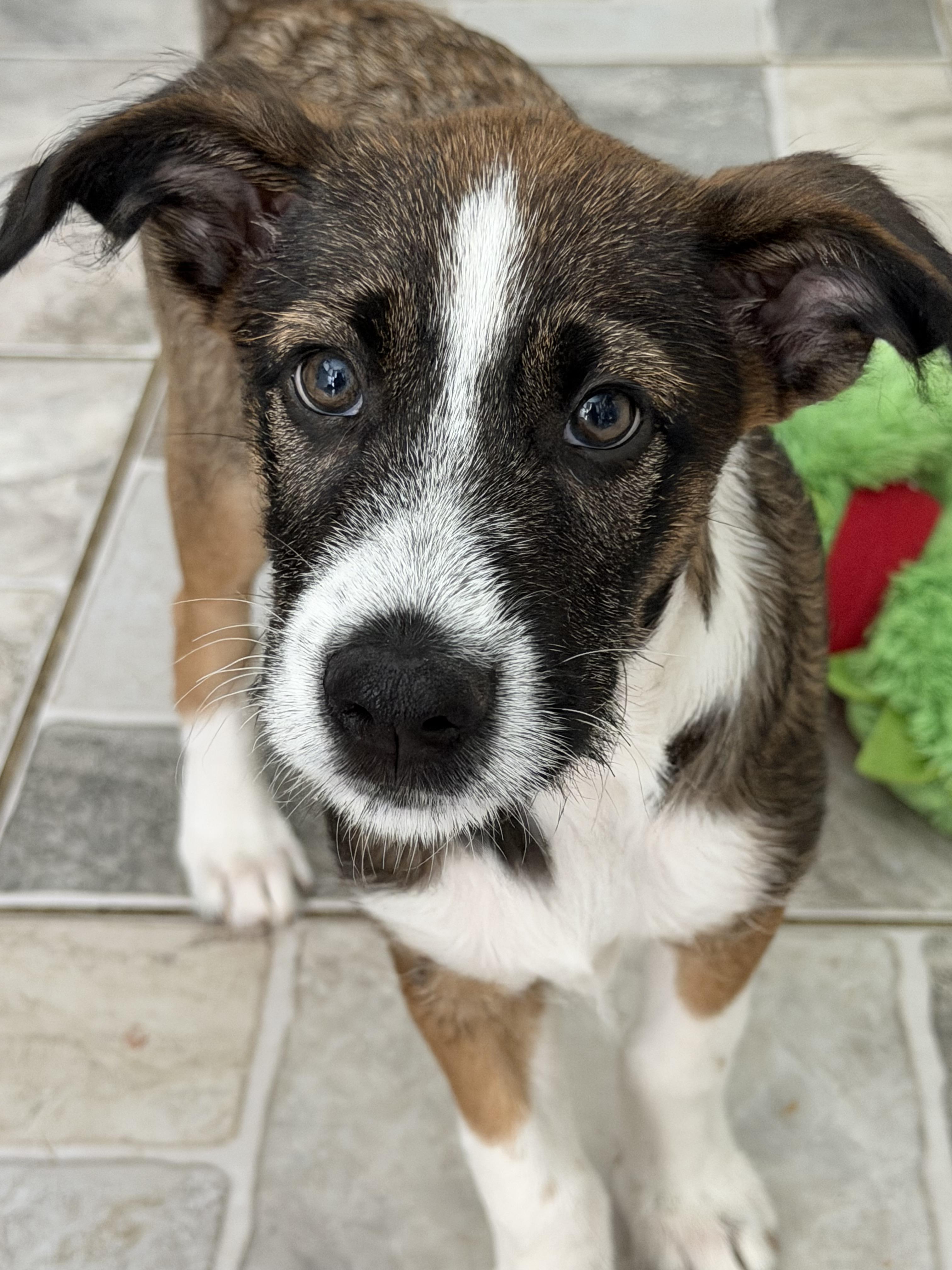 Toffee, an adopted mixed breed in Stuarts Draft, VA image 4/5