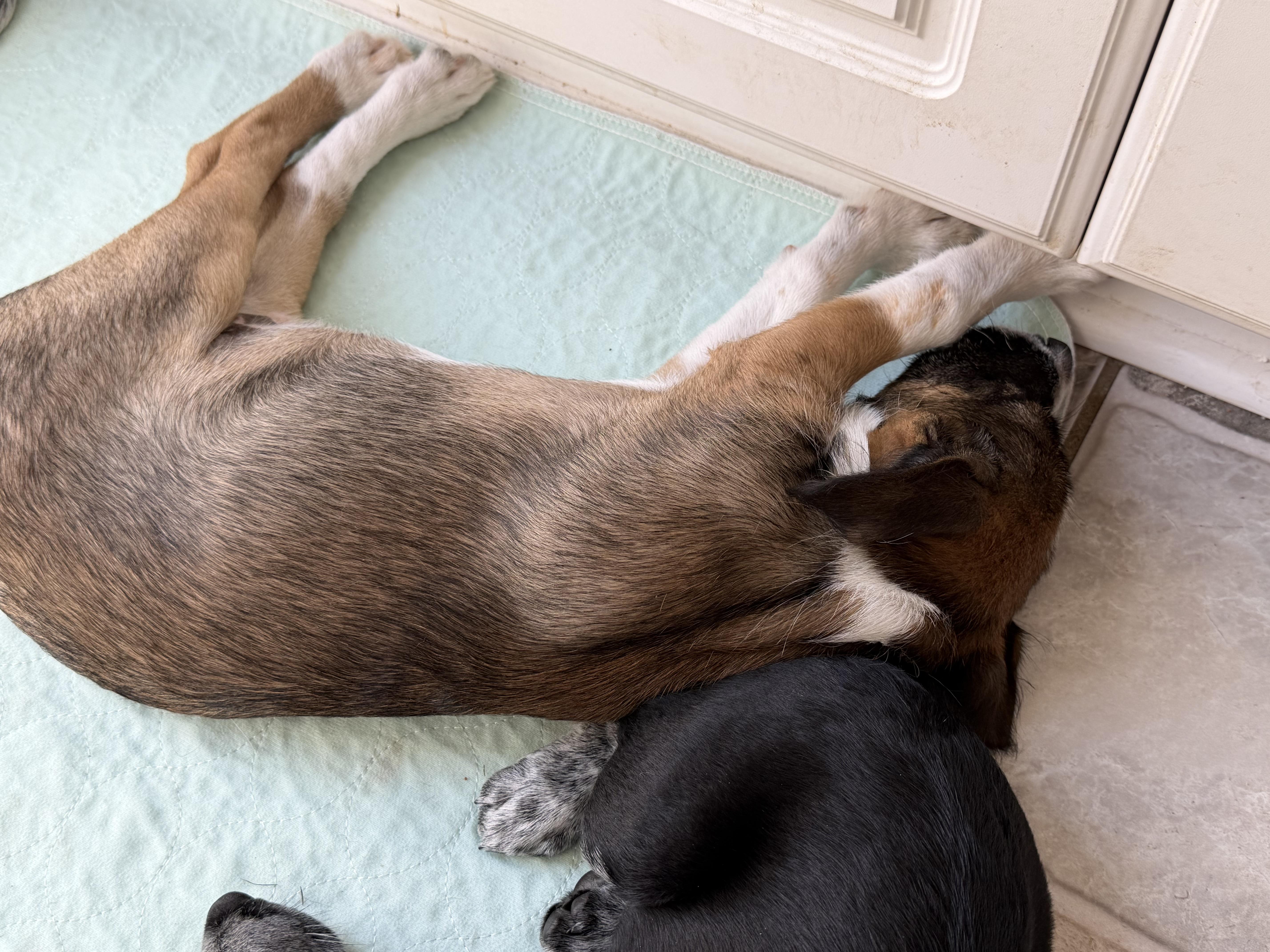 Toffee, an adopted mixed breed in Stuarts Draft, VA image 2/5