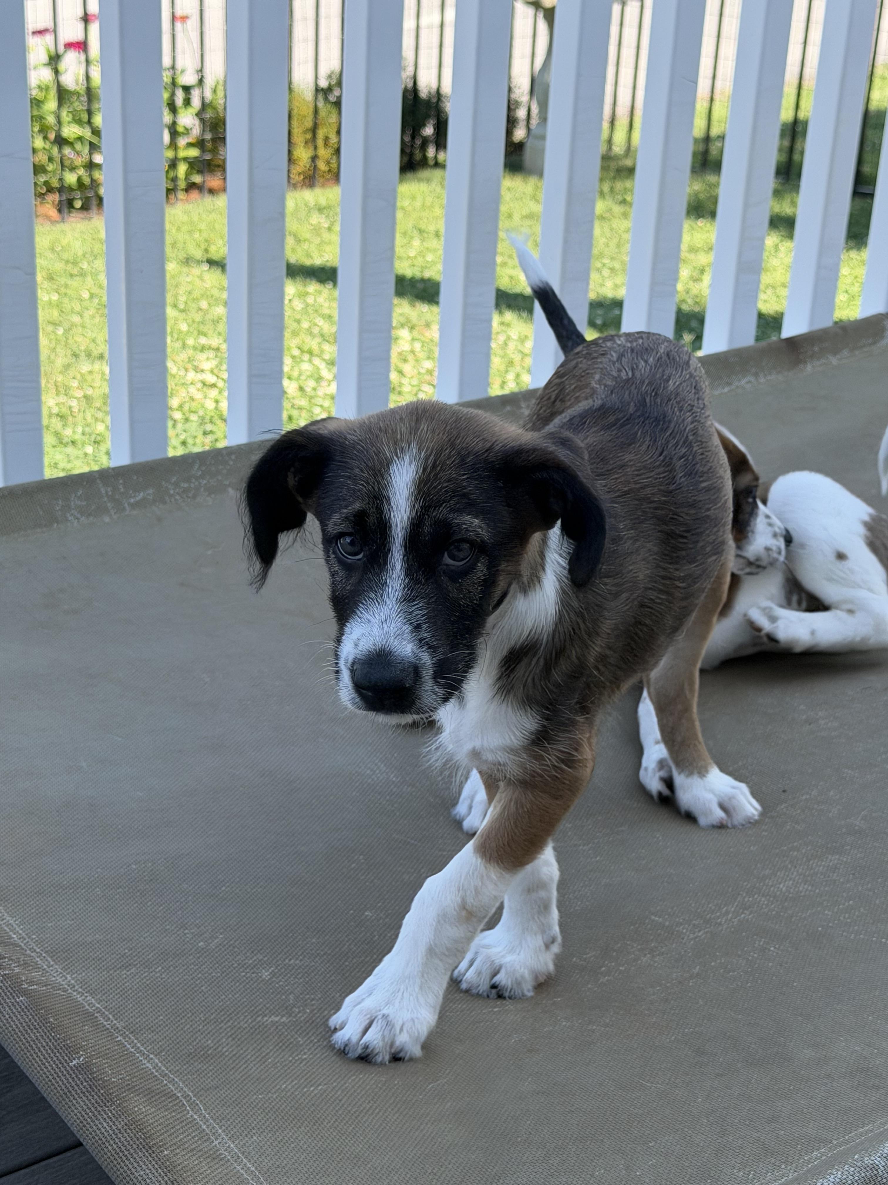 Toffee, adopted, Puppy Male Australian Shepherd.