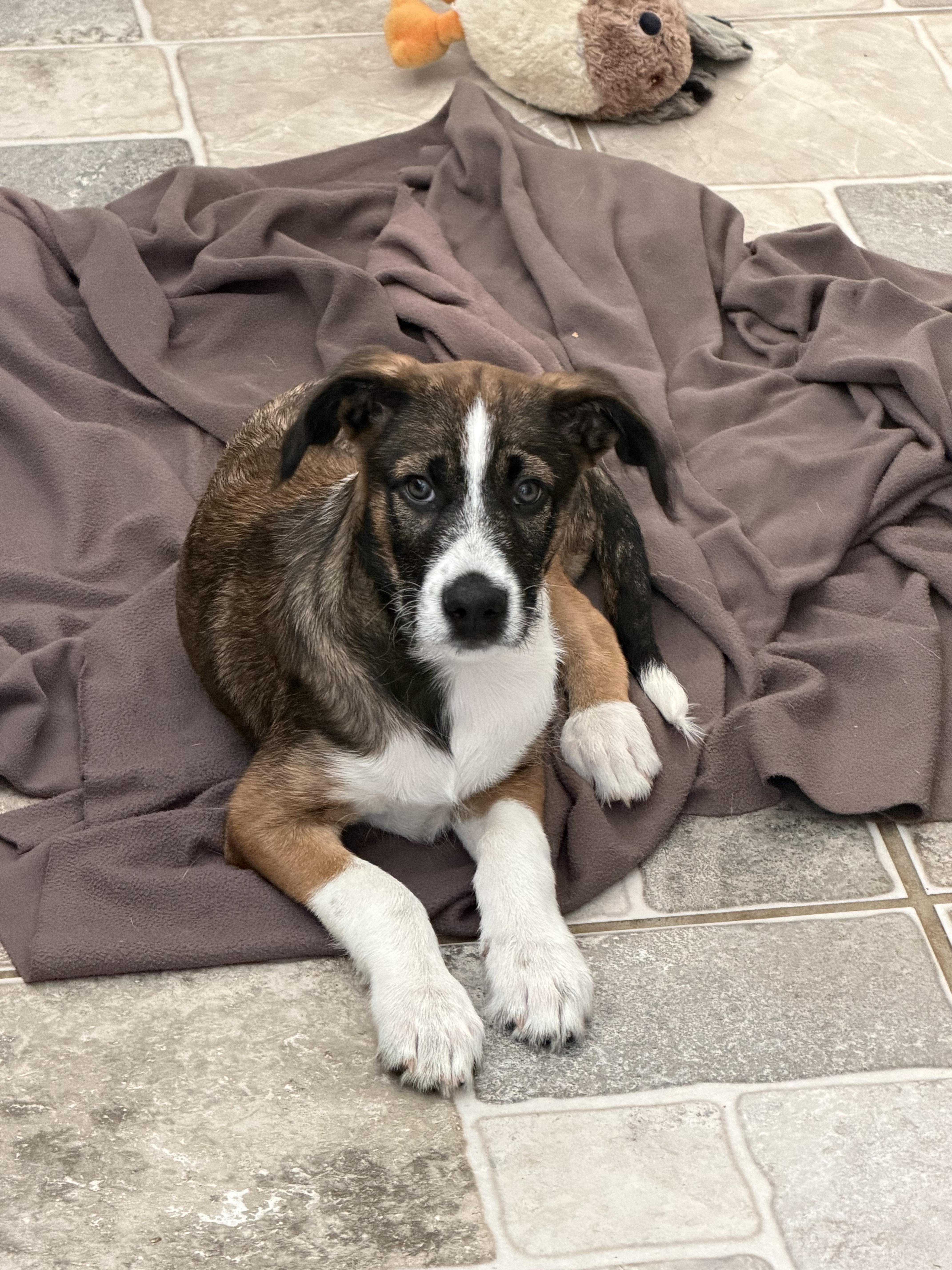 Toffee, an adopted mixed breed in Stuarts Draft, VA image 5/5