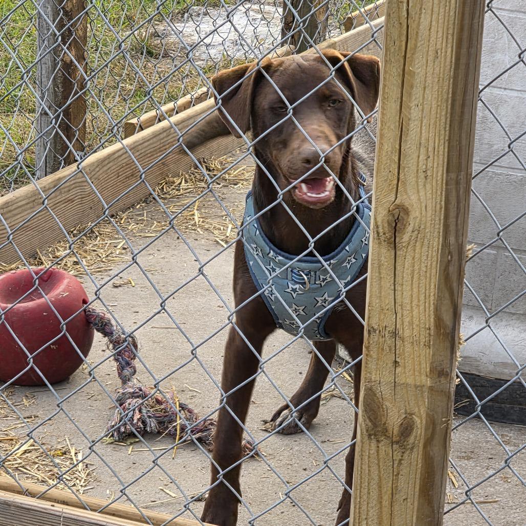 Enlarge Patsy, a Adoptable mixed breed in Wilmington, NC image 1/5