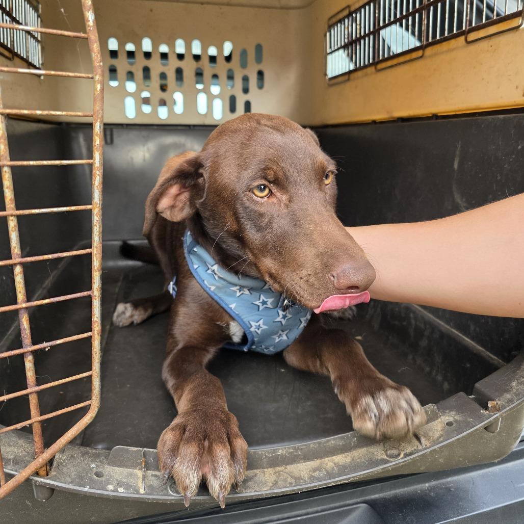 Enlarge Patsy, a Adoptable mixed breed in Wilmington, NC image 3/5