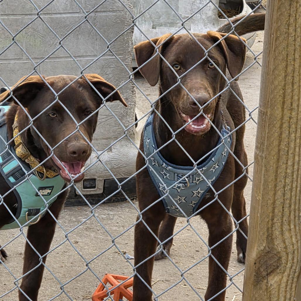 Enlarge Patsy, a Adoptable mixed breed in Wilmington, NC image 4/5