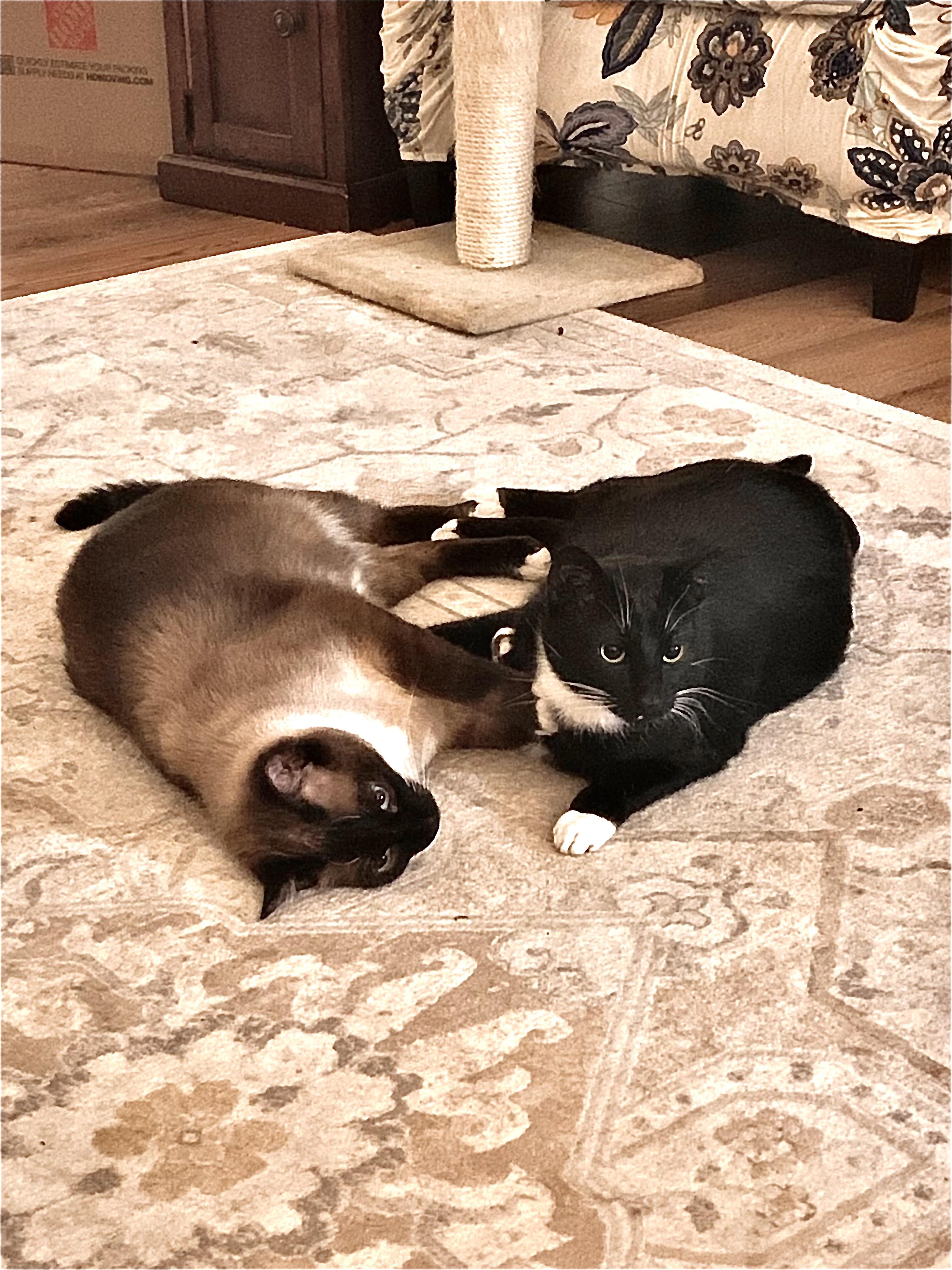 Frankie & Sammy, a ADOPTABLE mixed breed in Springdale, AR image 1/3