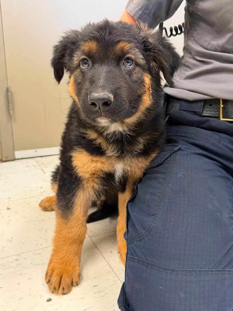 Funshine Be, ADOPTABLE, Puppy Male Bernese Mountain Dog.