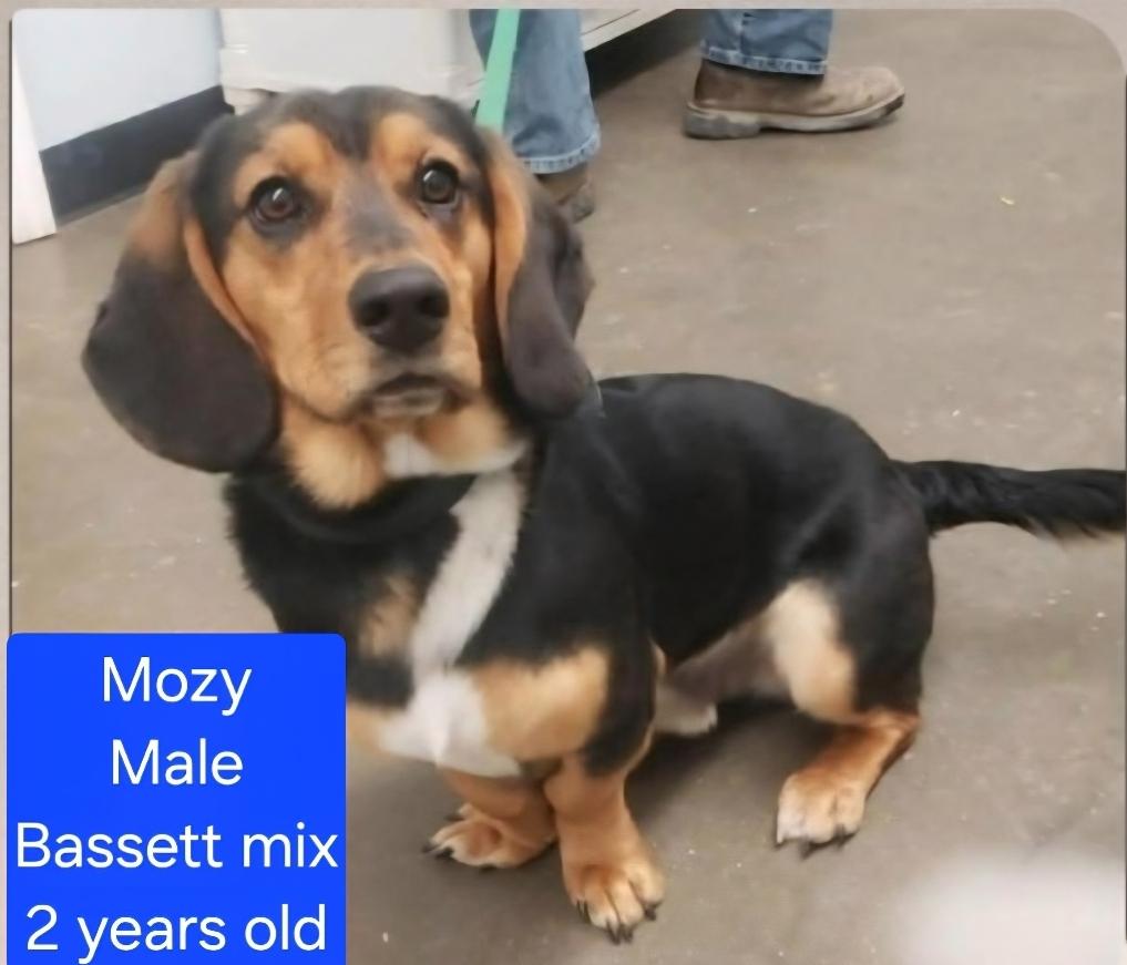 Mozy, ADOPTABLE, Adult Male Basset Hound.