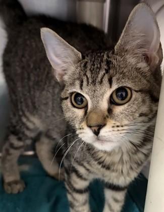 Enlarge Erin, a Adoptable Domestic Short Hair in North Myrtle Beach, SC image 2/4