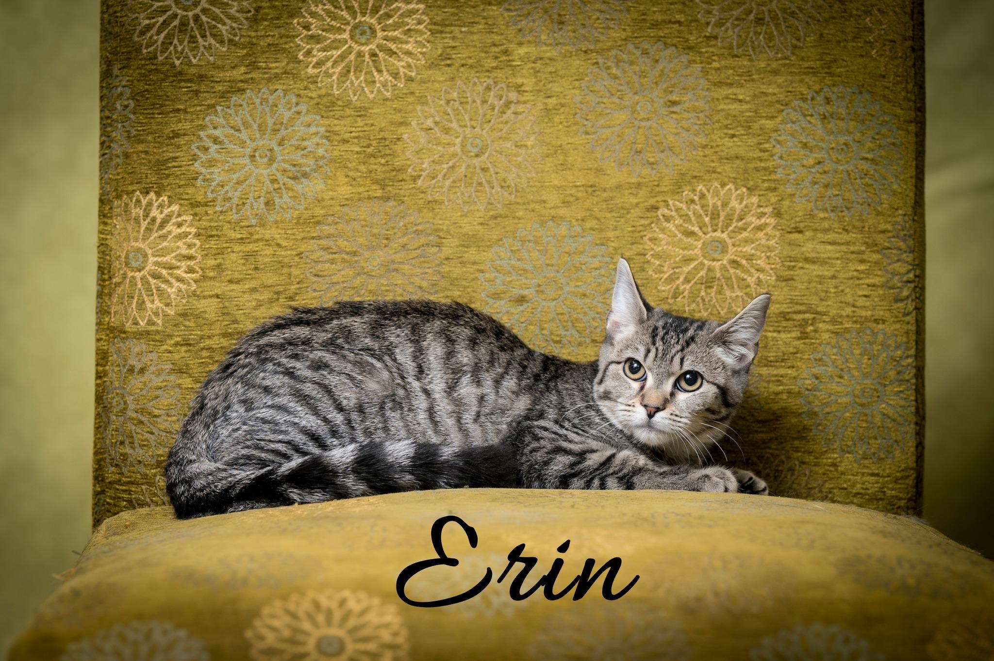 Enlarge Erin, a Adoptable Domestic Short Hair in North Myrtle Beach, SC image 1/4