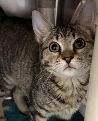 Enlarge Erin, a Adoptable Domestic Short Hair in North Myrtle Beach, SC image 3/4