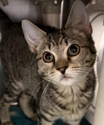 Enlarge Erin, a Adoptable Domestic Short Hair in North Myrtle Beach, SC image 4/4