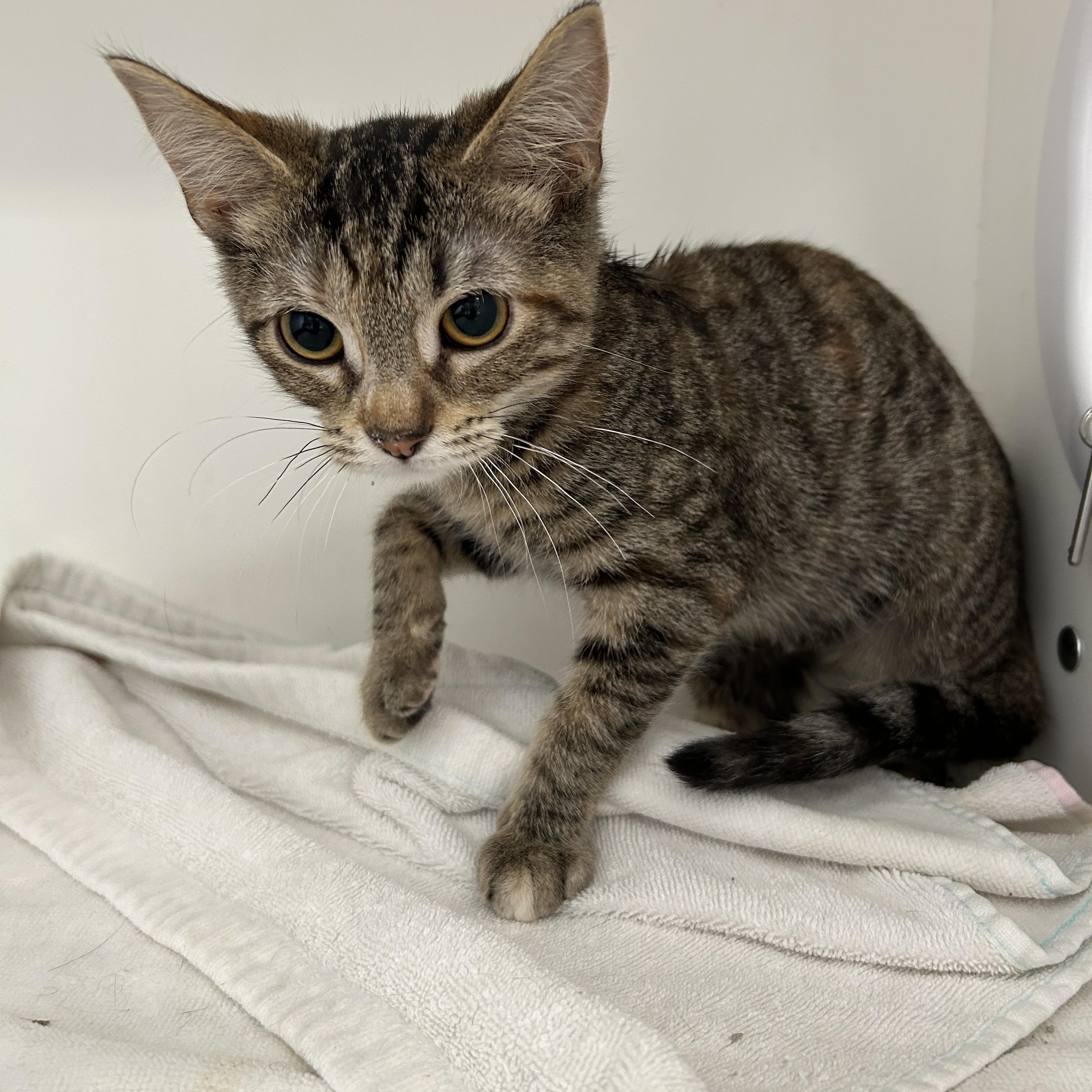 Topaz Tina, Adoptable, Young Female Torbie.