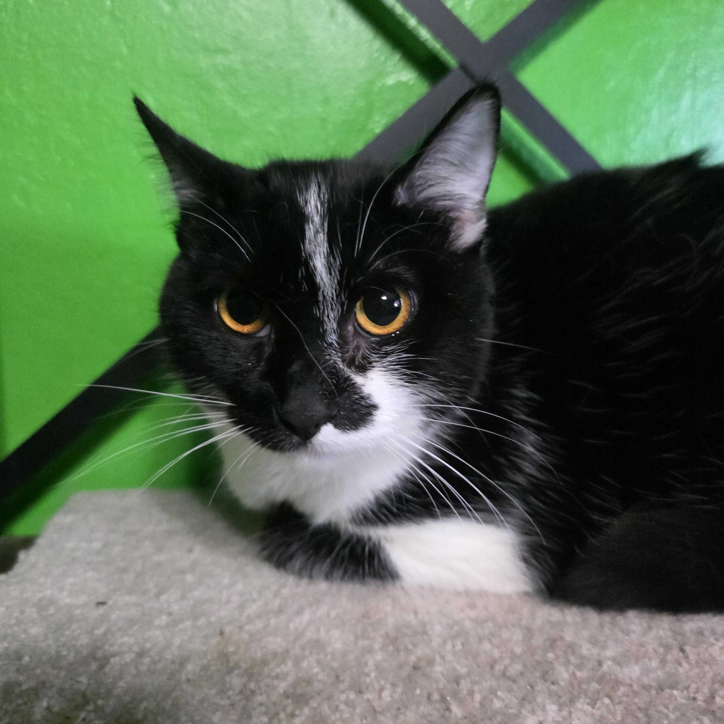 Enlarge Lucy, an adopted Domestic Short Hair in Concord, CA image 4/5