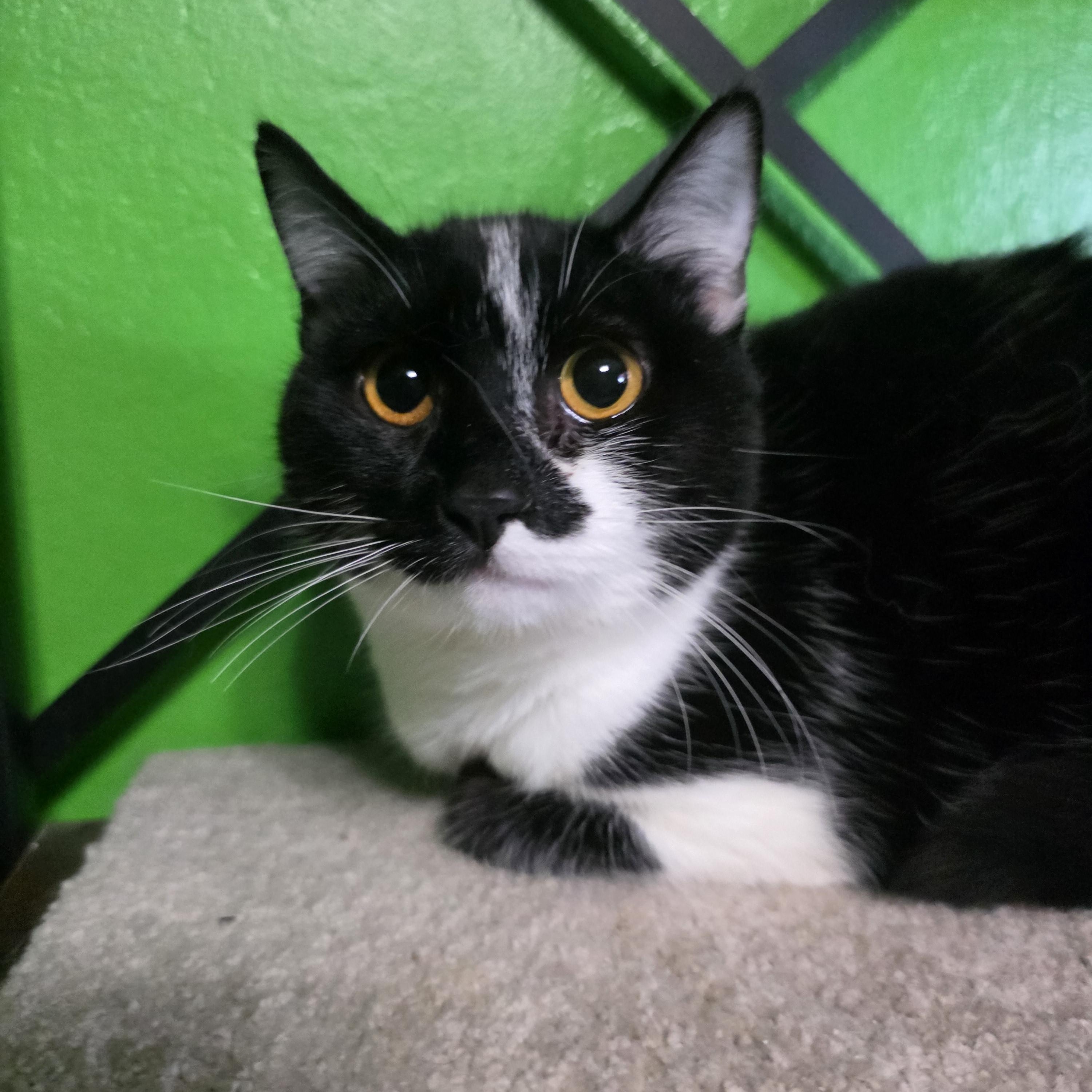 Lucy, adopted, Kitten Female Domestic Short Hair.