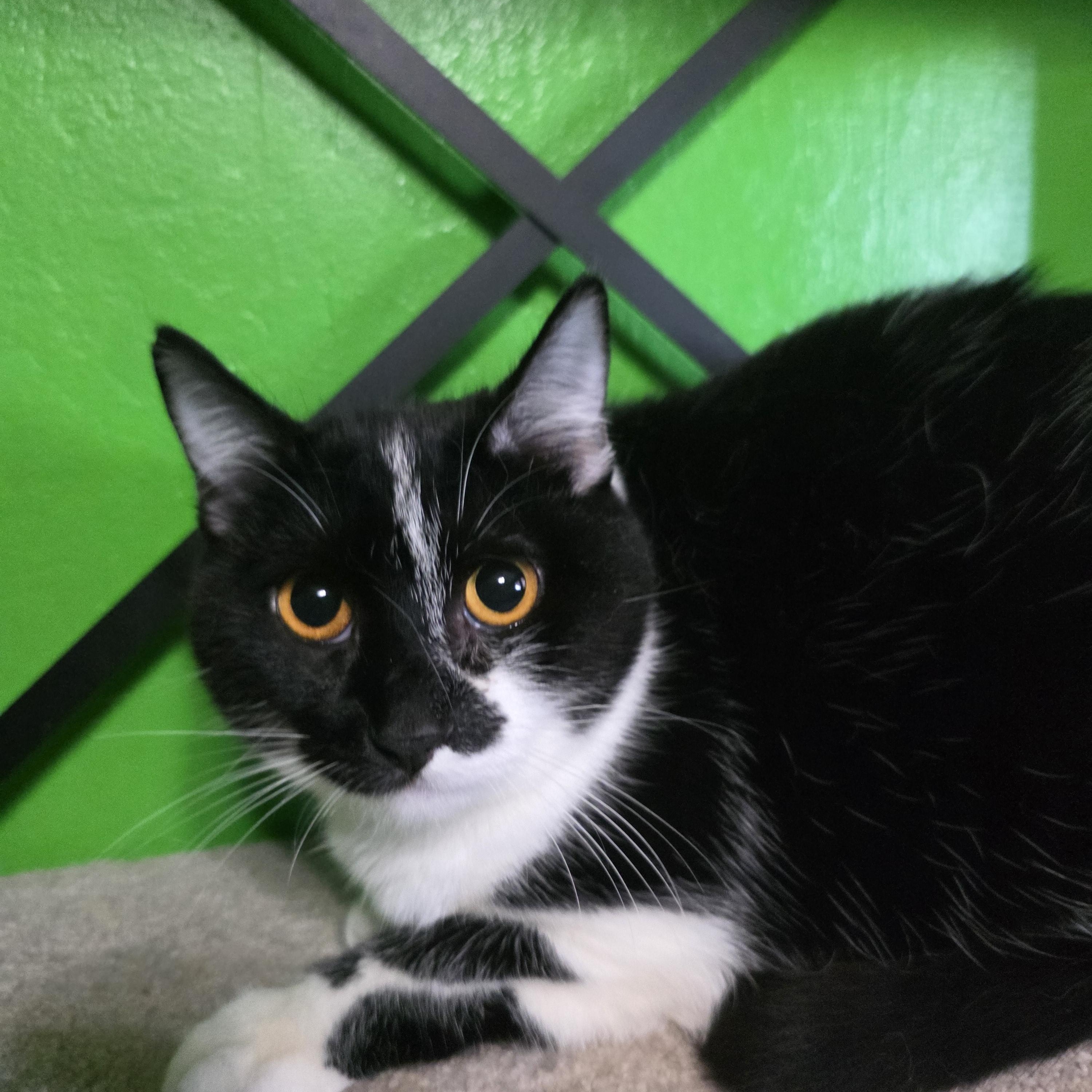 Enlarge Lucy, an adopted Domestic Short Hair in Concord, CA image 2/5