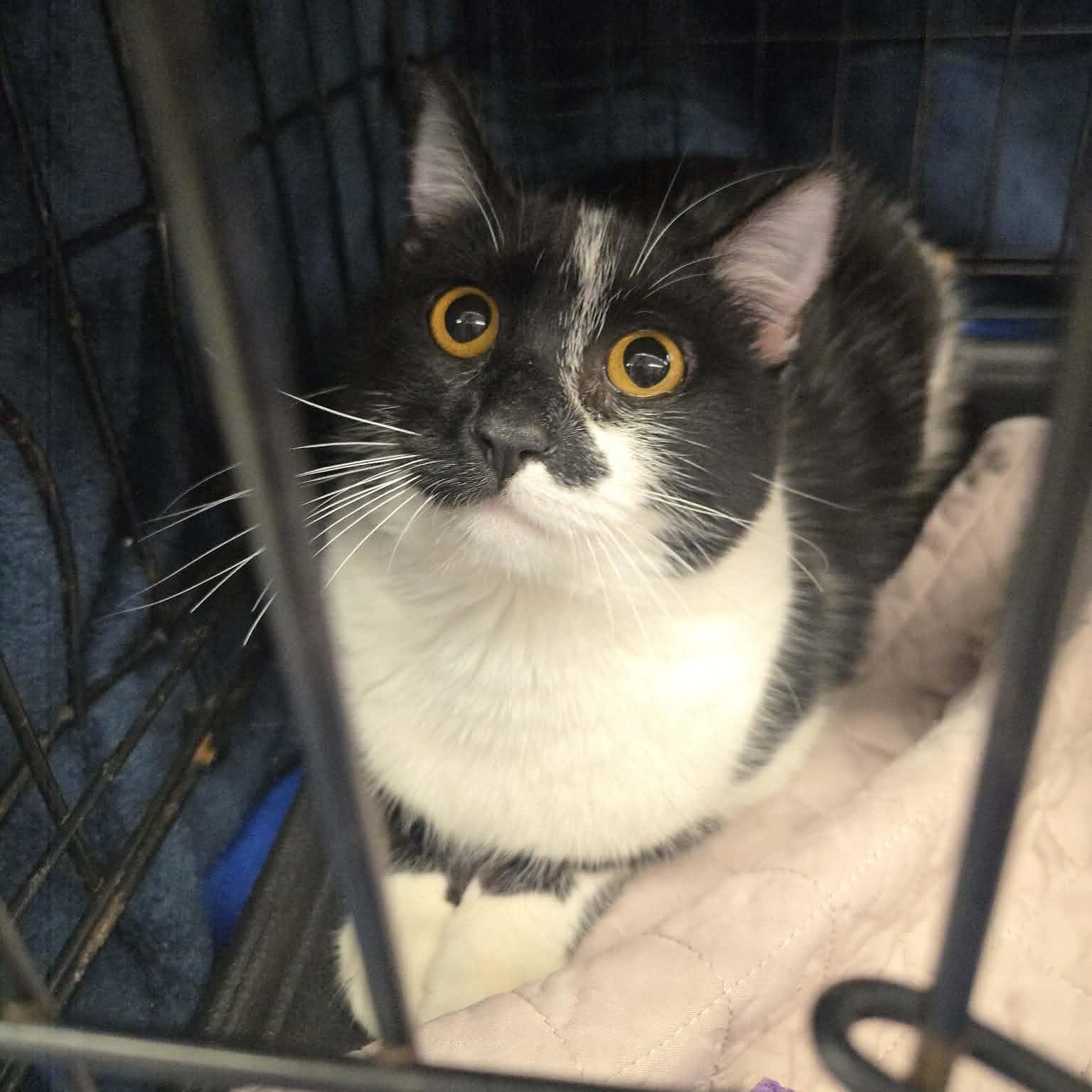 Enlarge Lucy, an adopted Domestic Short Hair in Concord, CA image 5/5