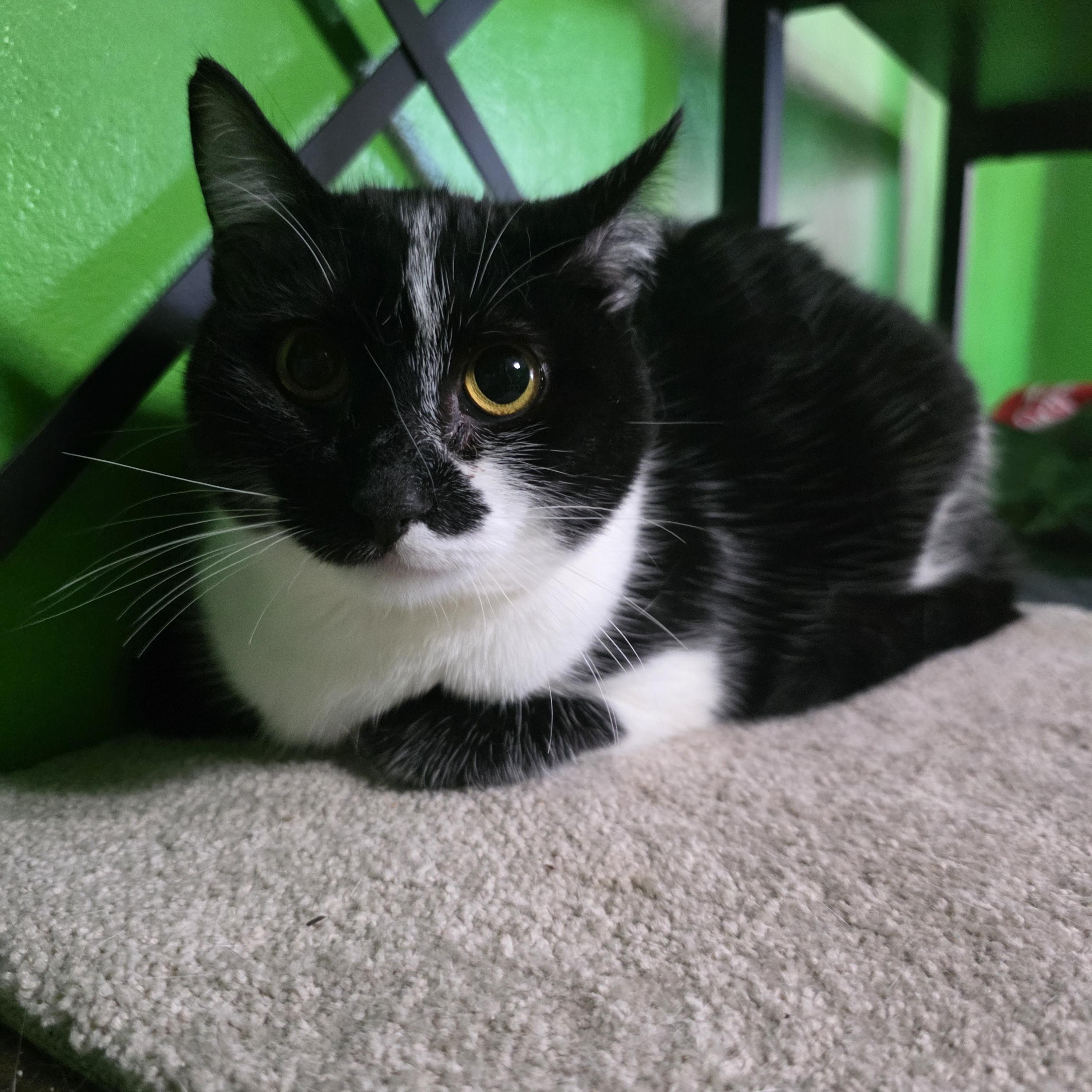 Enlarge Lucy, an adopted Domestic Short Hair in Concord, CA image 3/5