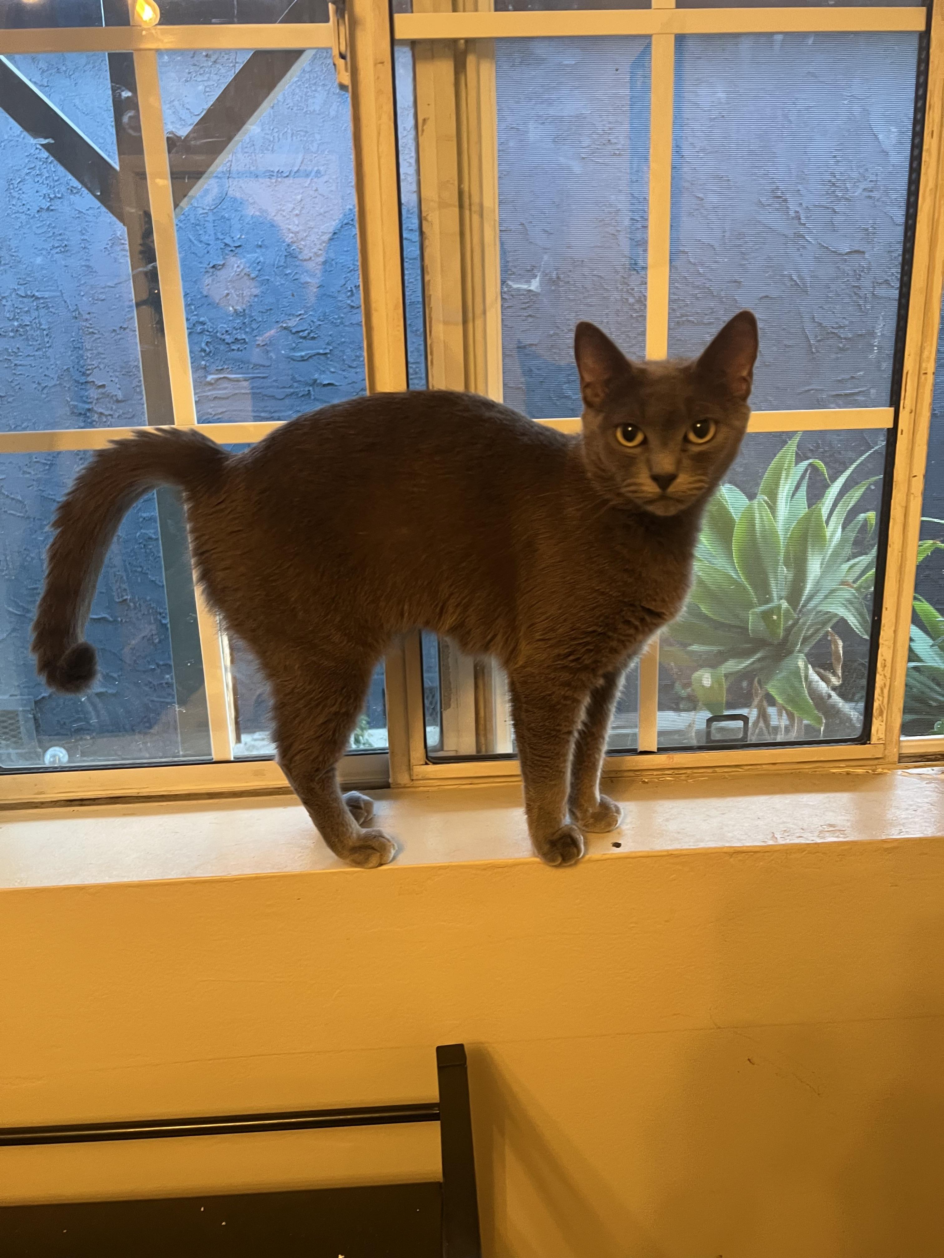 Sable, Adoptable, Young Female Domestic Short Hair.