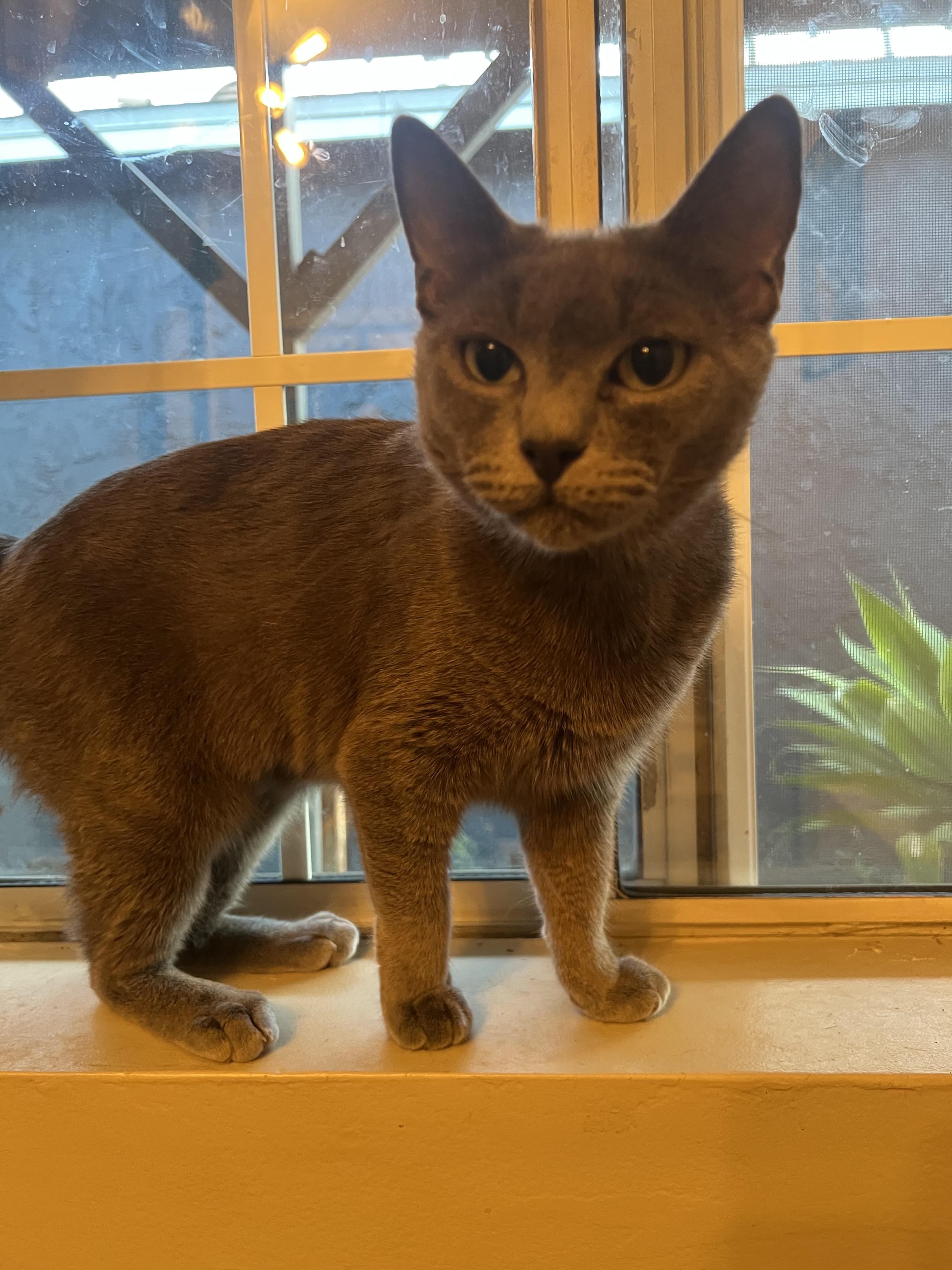 Sable, a Adoptable Domestic Short Hair in South Pasadena, CA image 2/2