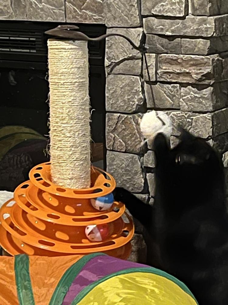 Carl (25-154 C), Adoptable, Young Male Domestic Long Hair.