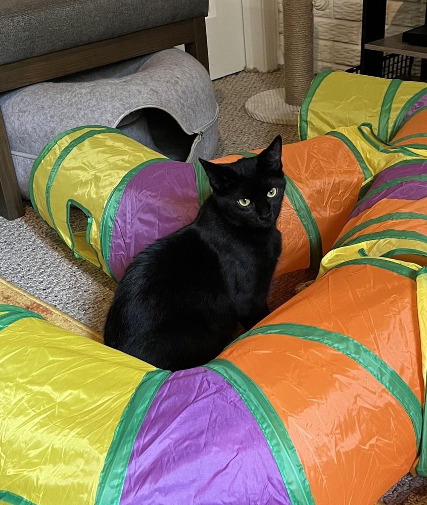 Carl (25-154 C), a Adoptable Domestic Long Hair in Lansing, MI image 2/3