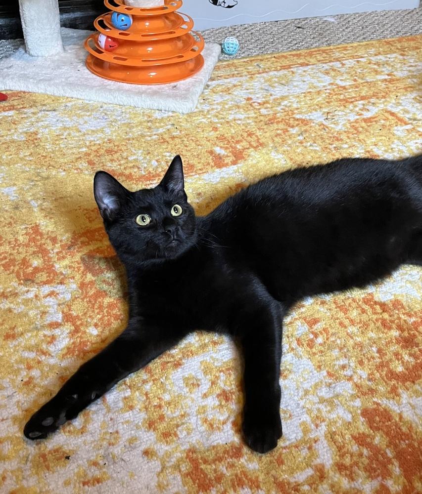 Carl (25-154 C), a Adoptable Domestic Long Hair in Lansing, MI image 3/3