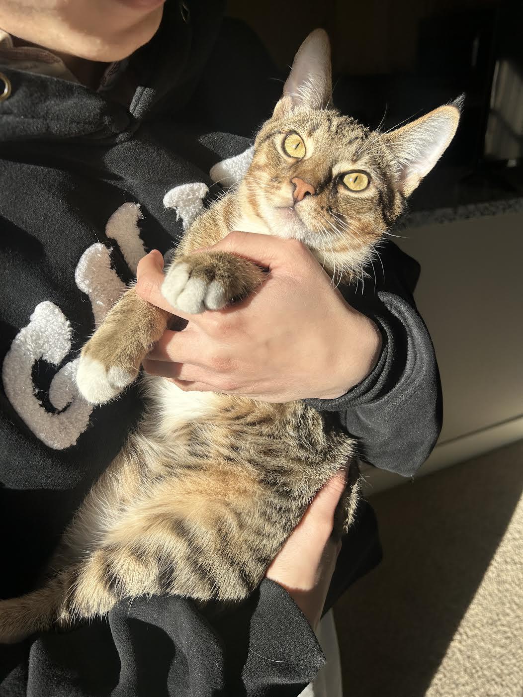 Leo, Adoptable, Kitten Male Domestic Short Hair.