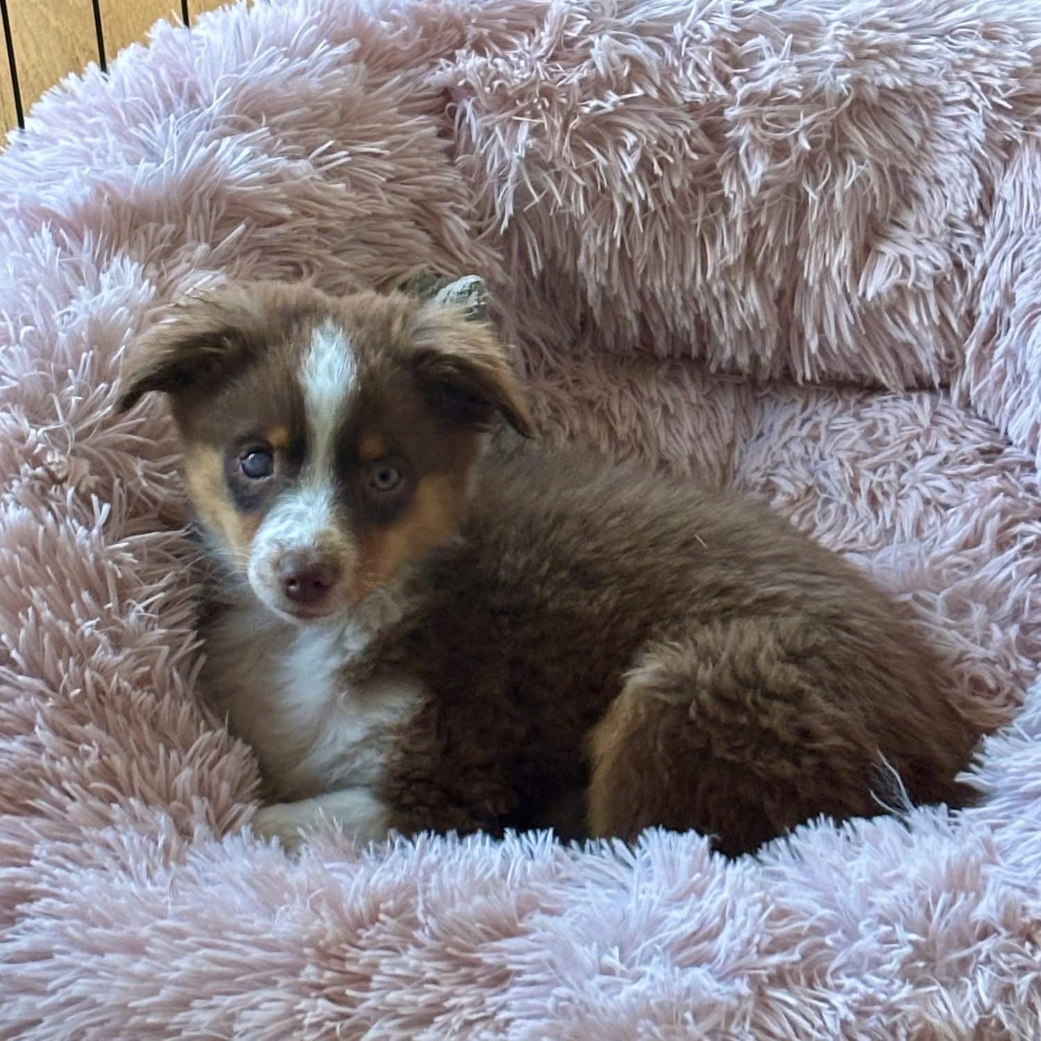 Enlarge Poco, a Adoptable Australian Shepherd in Denver, CO image 1/3