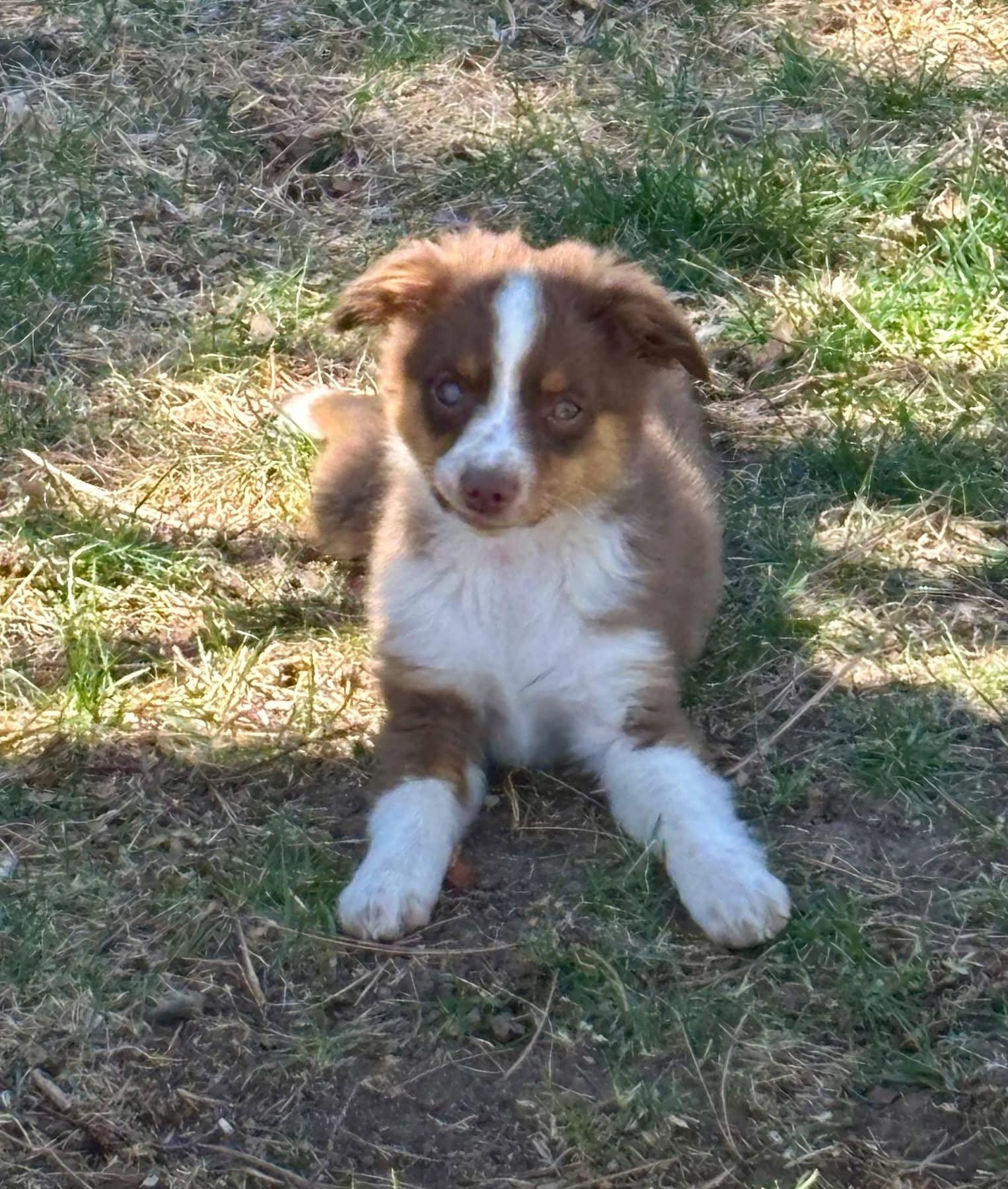 Enlarge Poco, a Adoptable Australian Shepherd in Denver, CO image 2/3