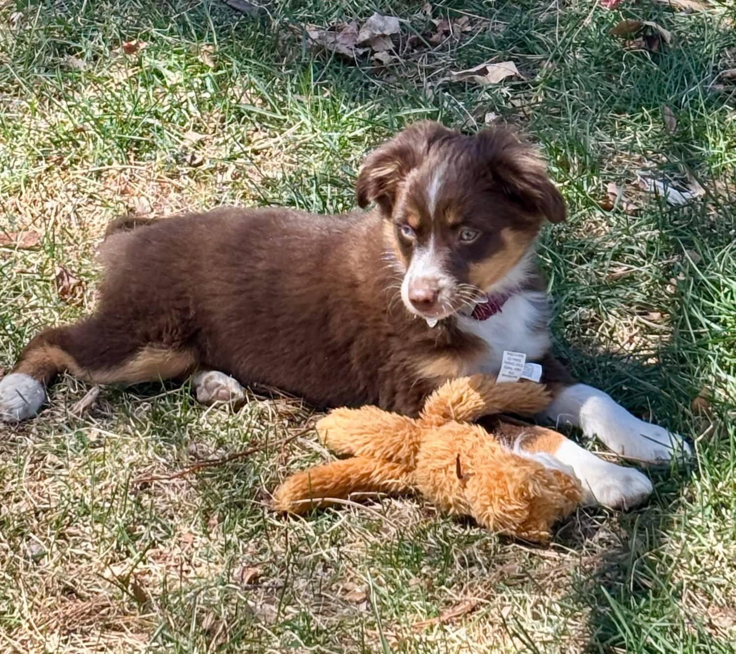 Enlarge Poco, a Adoptable Australian Shepherd in Denver, CO image 3/3