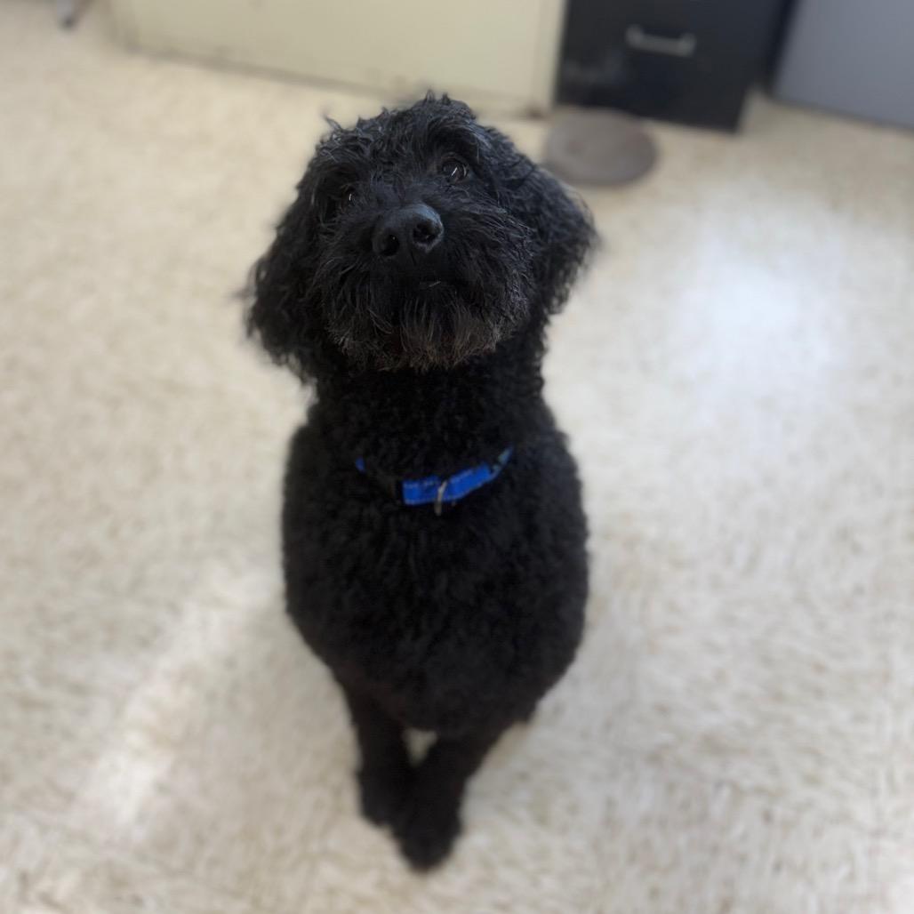 Max, Adoptable, Adult Male Standard Poodle & Golden Retriever.