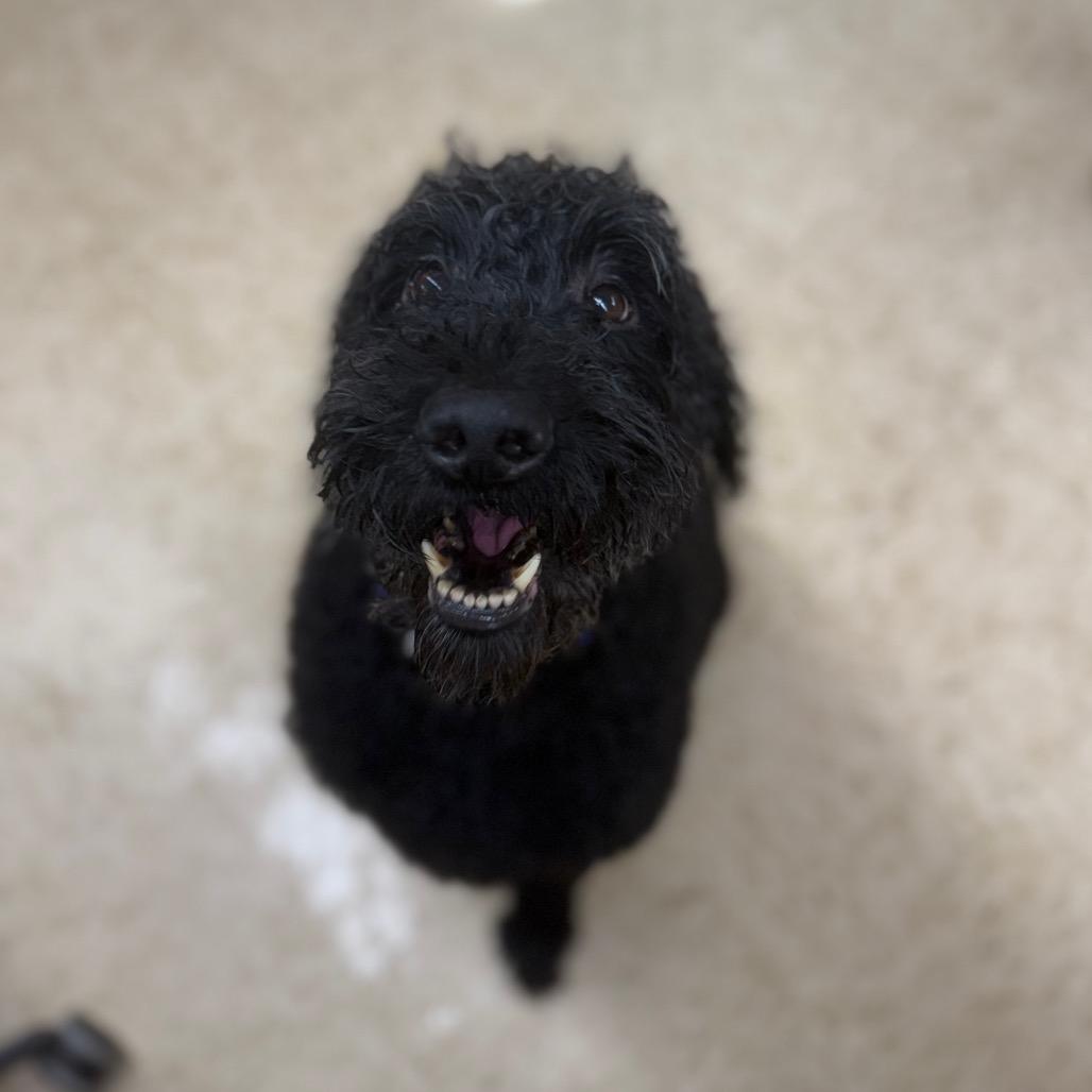 Enlarge Max, a Adoptable mixed breed in Breese, IL image 2/3