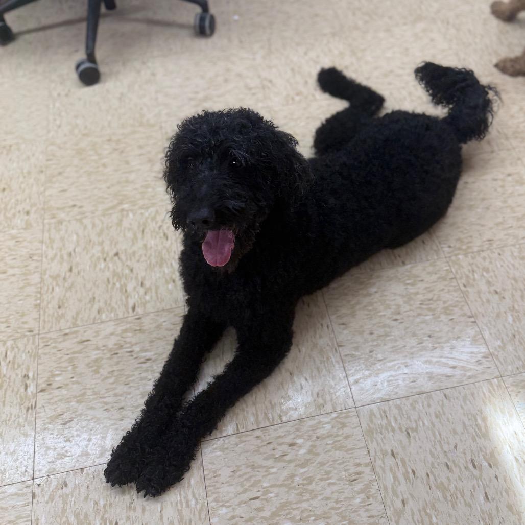 Enlarge Max, a Adoptable mixed breed in Breese, IL image 3/3